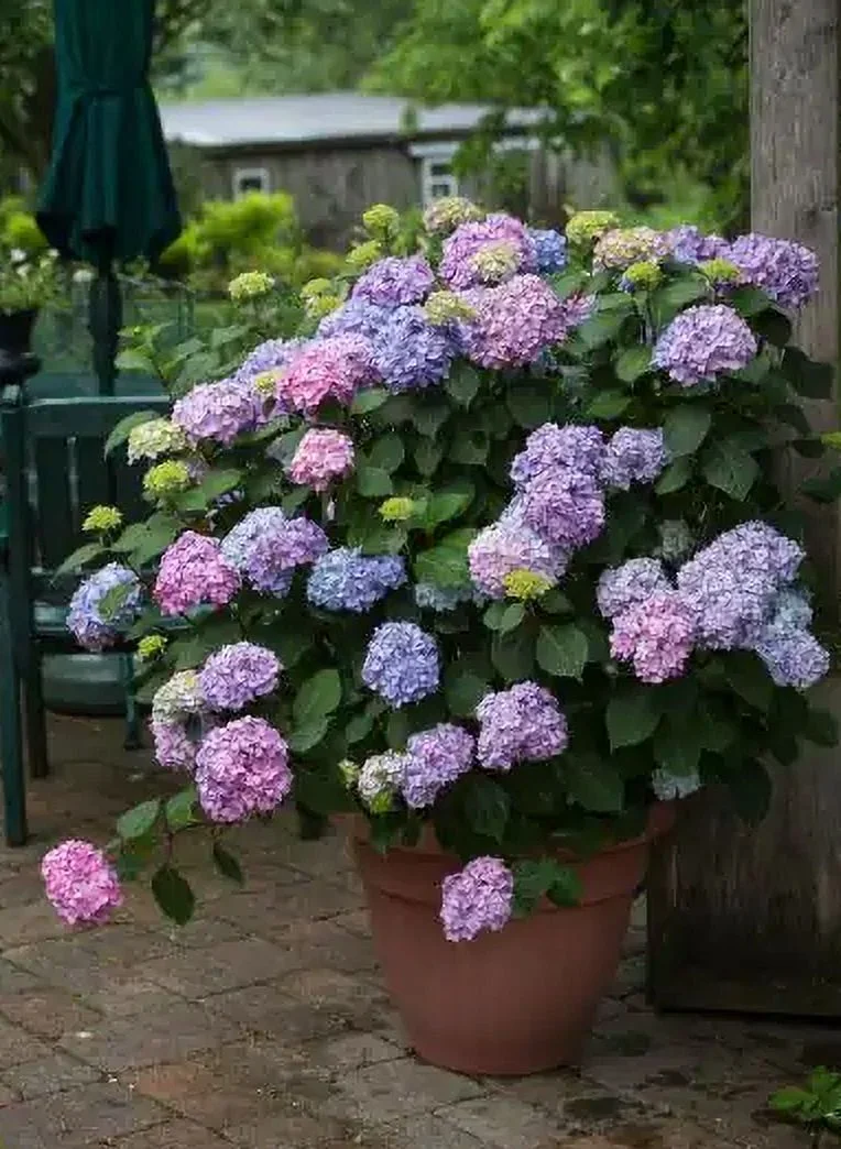 ES 2G HYDRANGEA