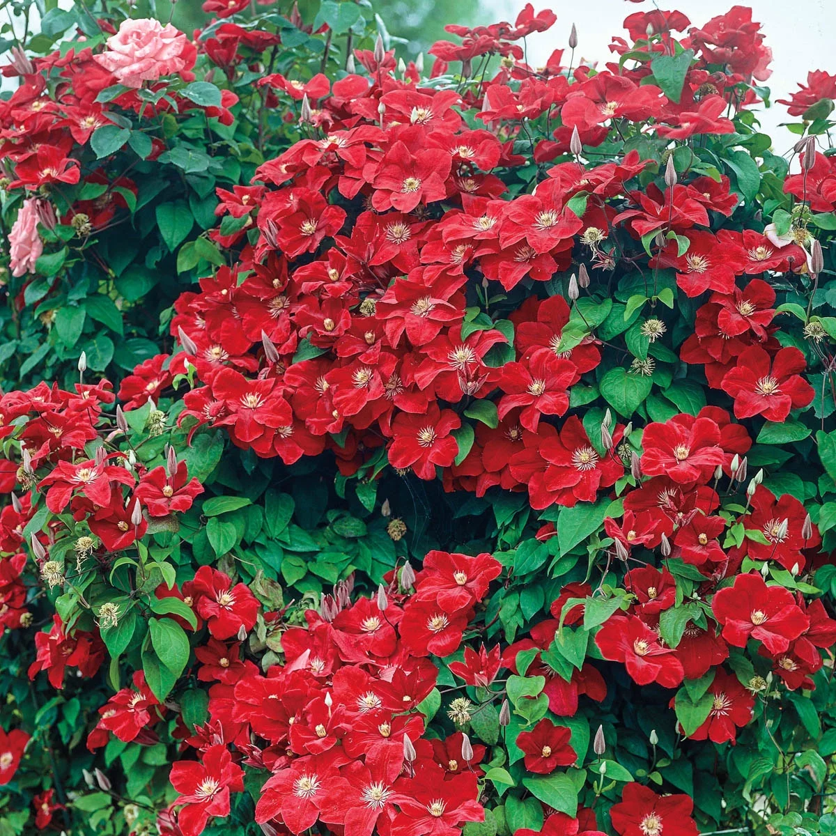 Rouge Cardinal Clematis 4 In. Potted Red Flowering Perennial Vine (1-Pack)