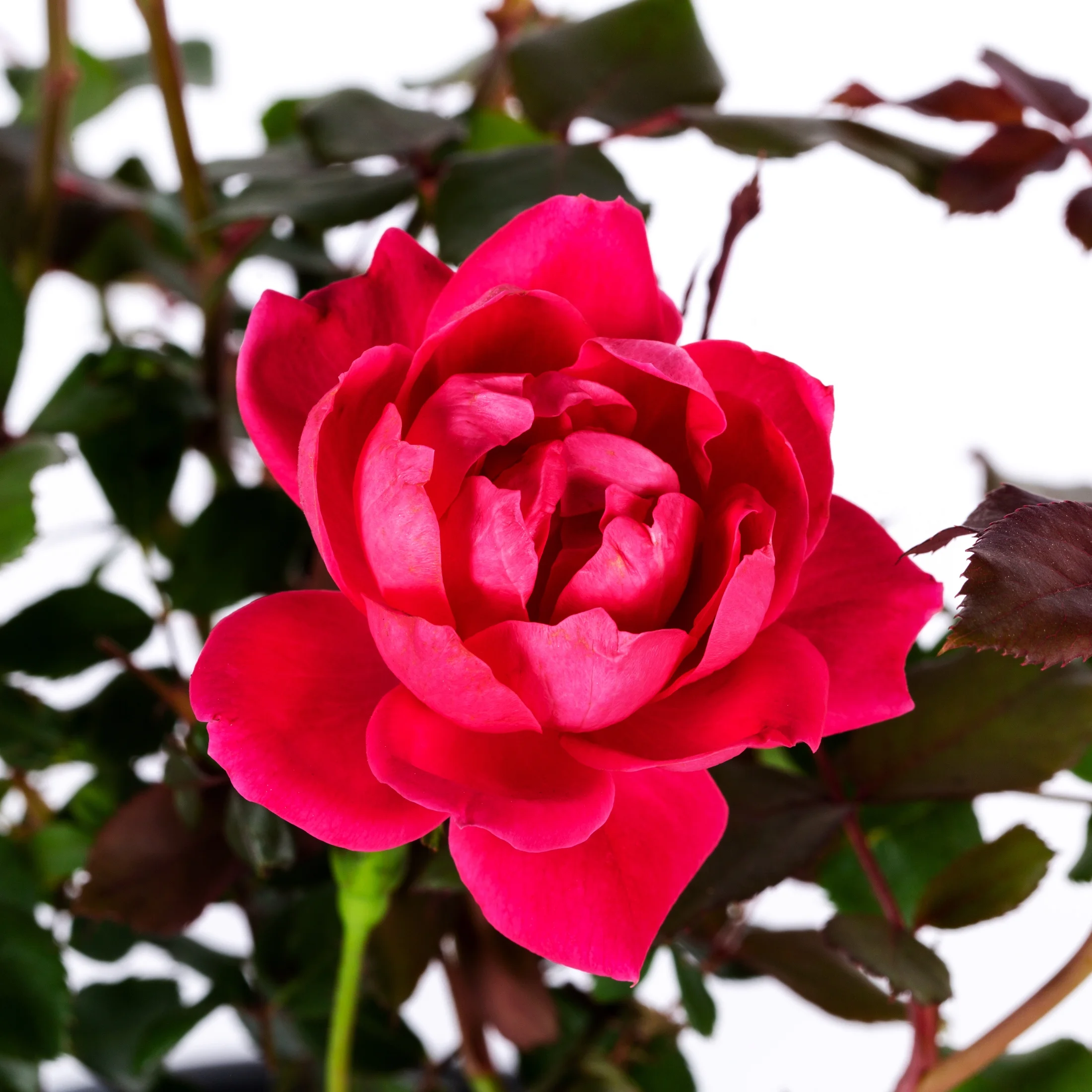 Knockout 1Gal Pink Rose Live Shrub Grower Pot Sun