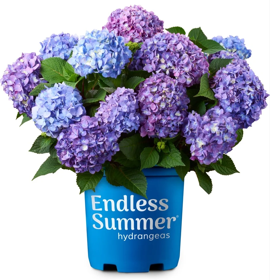 Bloomstruck Endless Summer Hydrangea (3 Gallon) Flowering Shrub - Part Shade Live Outdoor Plant