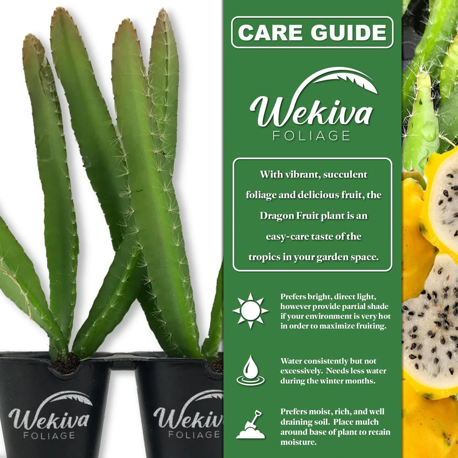 Yellow Dragon Fruit Tree - 3 Live Tissue Culture Starter Plants - Selenicereus Megalanthus - Edible Tropical Fruit Plant from Florida
