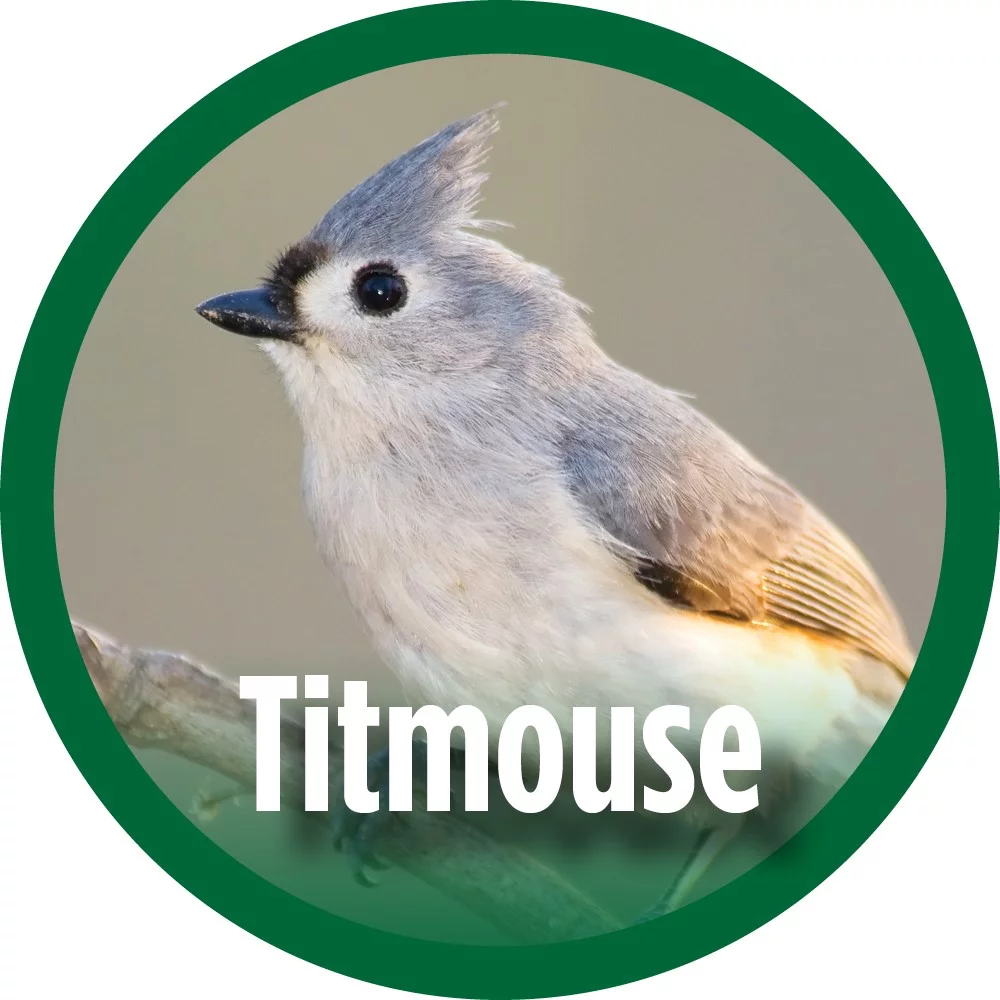 Wild Wings Farmhouse Cedar Bluebird House, White