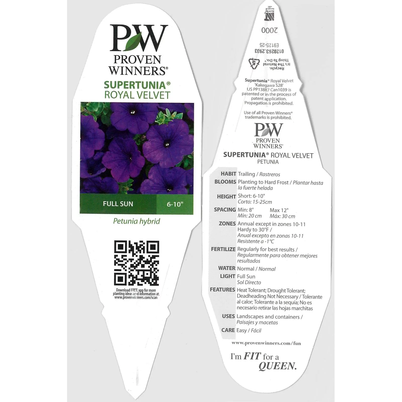 4-Pack, 4.25 in. Grande Supertunia Royal Velvet (Petunia) Live Plants, Purple Flowers