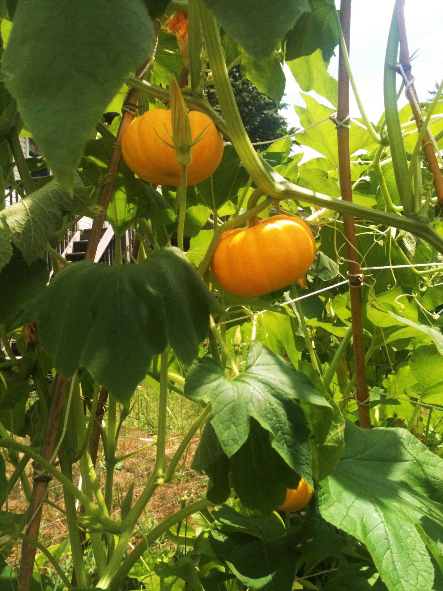 TomorrowSeeds - Jack Be Little Pumpkin Seeds - 30+ Count Packet - Miniature Orange Pumpkins Untreated Mini Baby Squash Vegetable Seed For 2024 Season