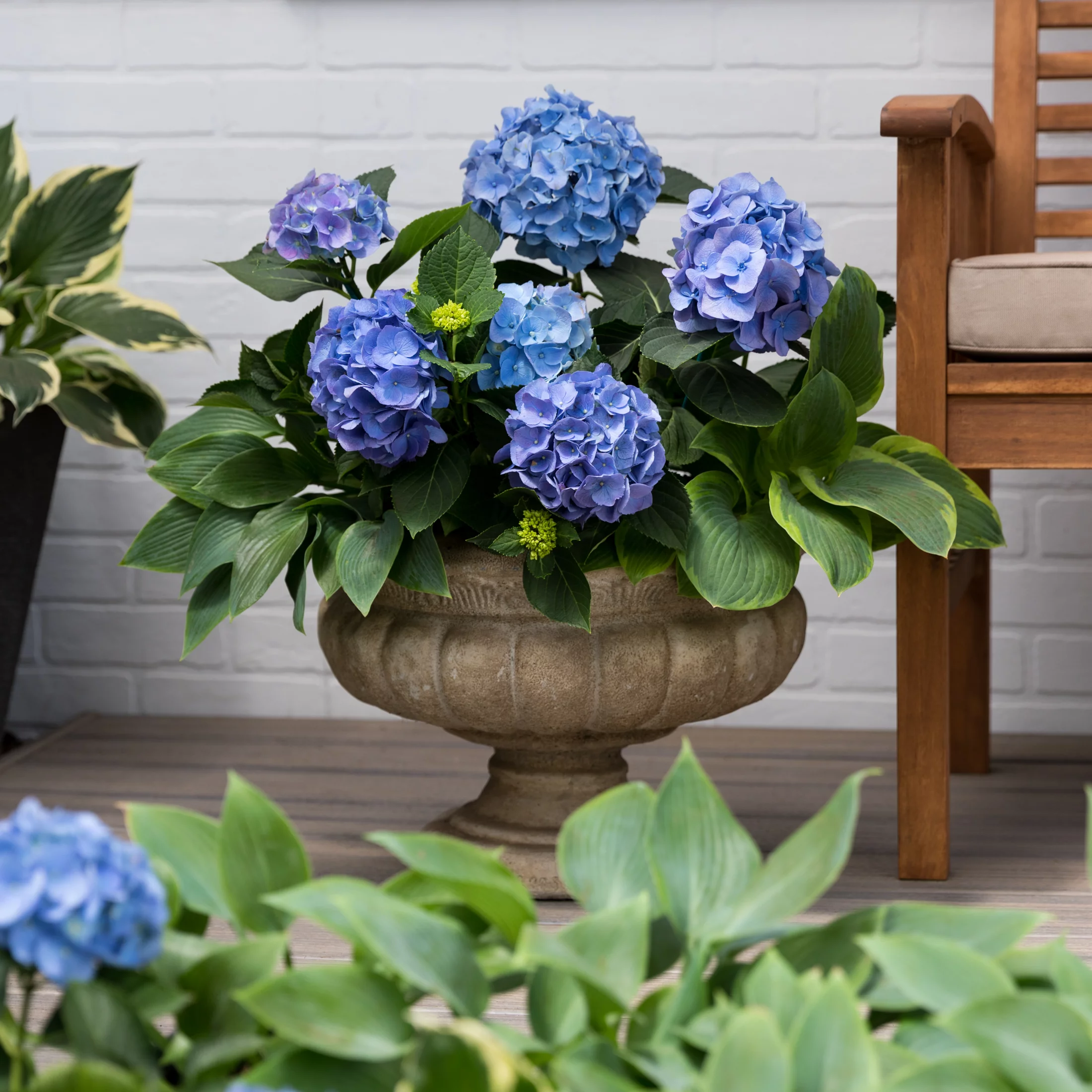 Endless Summer 1G Blue Pink Hydrangea Live Shrub (1-pack) with Grower Pot