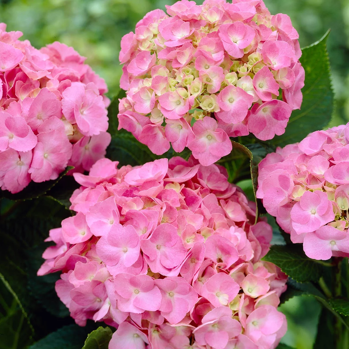 Spring Hill Nurseries Blue or Pink Flowering Early Sensation Hydrangea, 4-Inch Potted Deciduous Shrub, 1-Pack