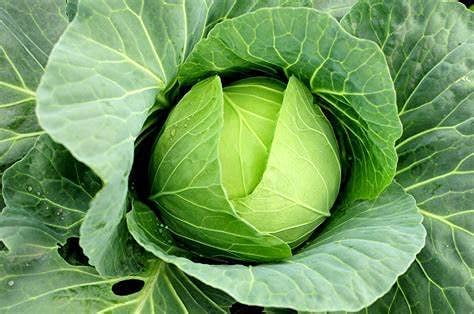 Cabbage- Copenhagen Market Seeds, 200, Heirloom, Non GMO Seed Tasty Healthy Veggie