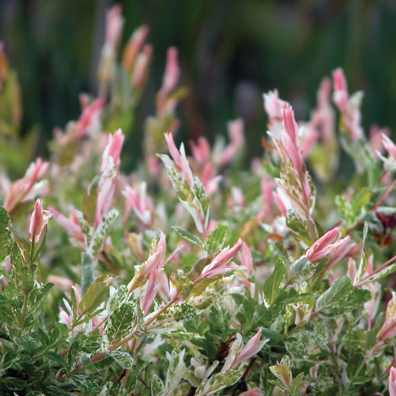 Van Zyverden Salix Hakuro Nishiki 4