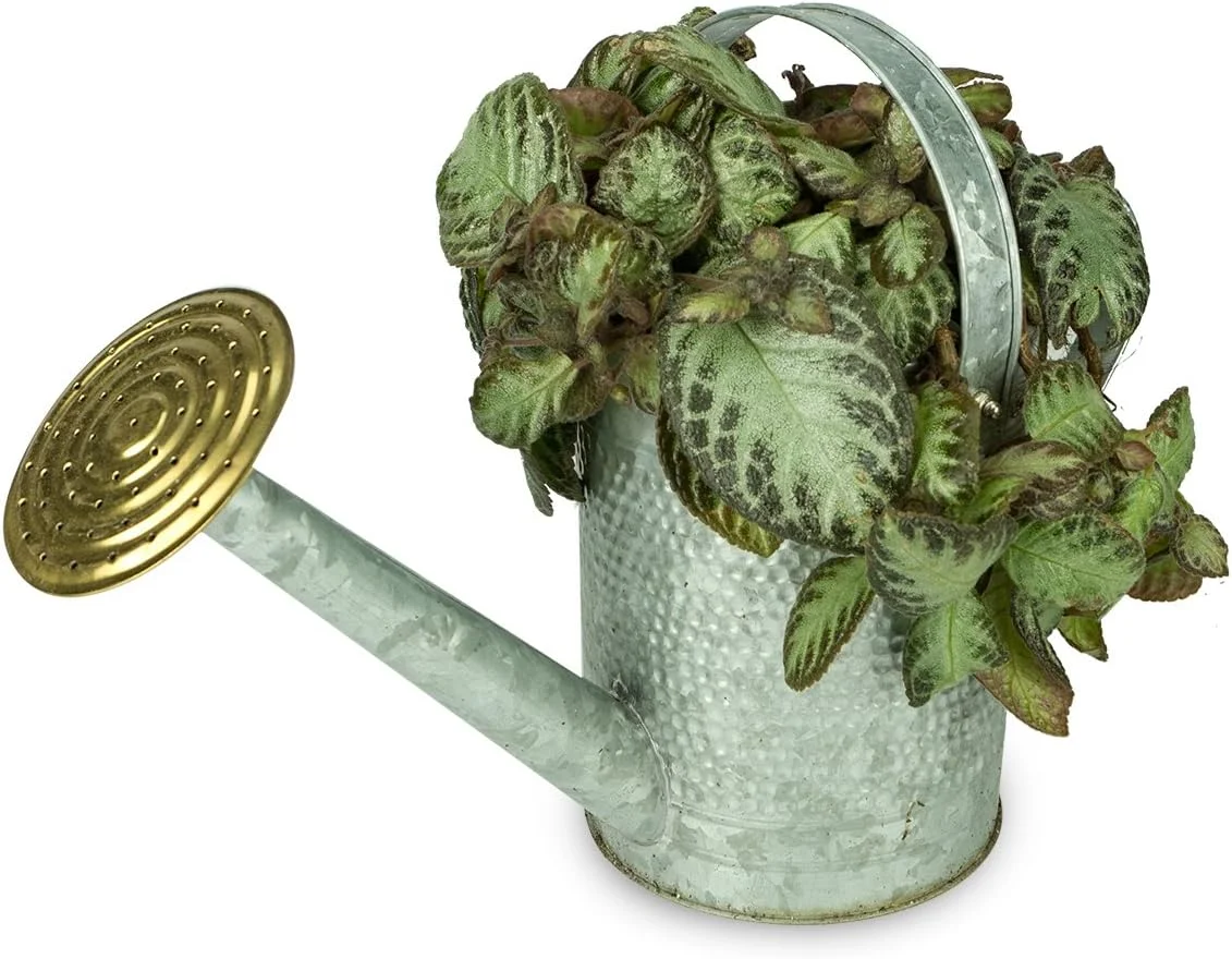 Home & Garden MPT01191 Jameson Metal Watering Can, 1 Gallon, Galvanized