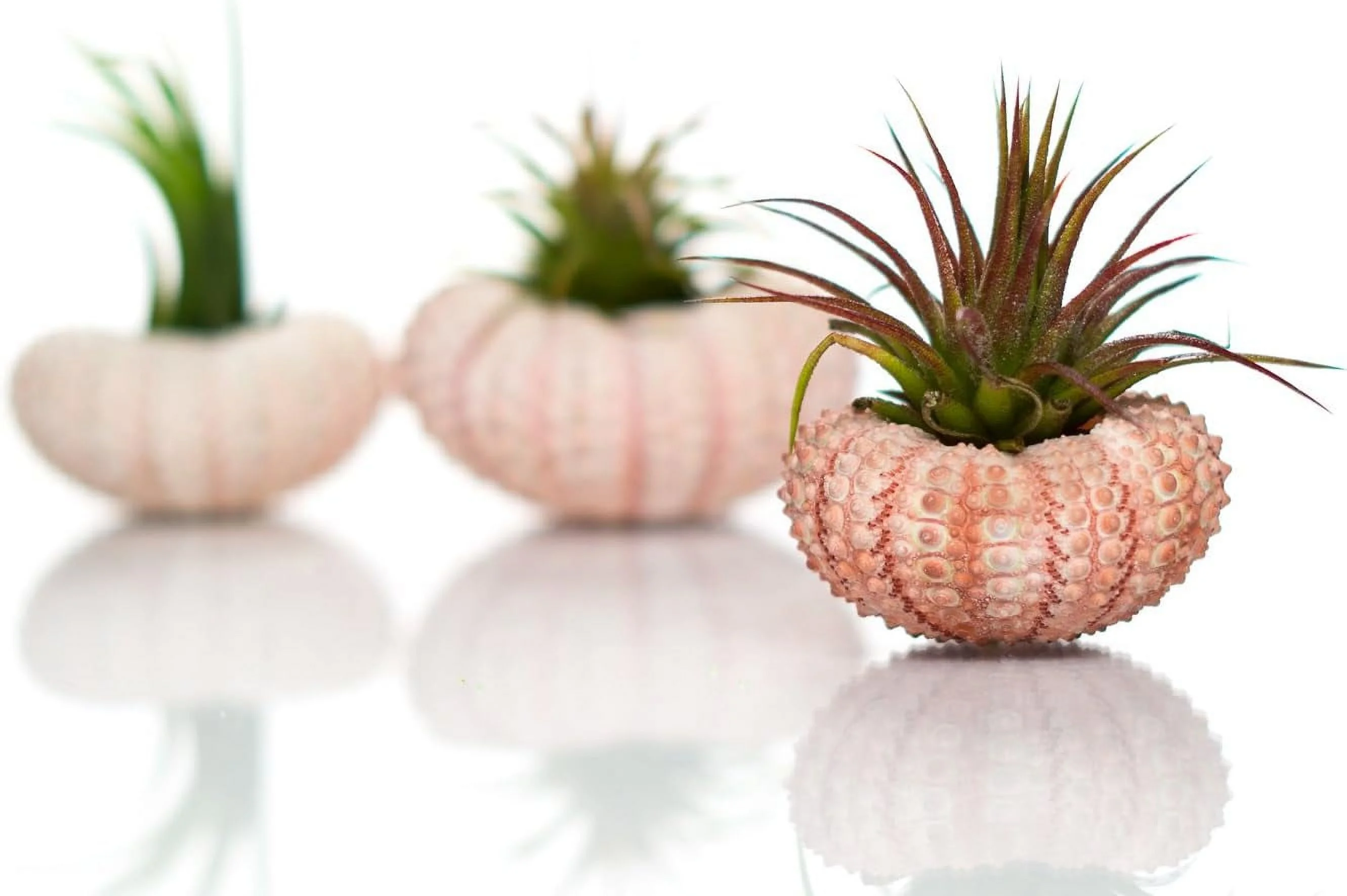 Sea Urchin Air Plant Kit | Sea Urchins And Tillandsia Gift Set | (3 Pack)