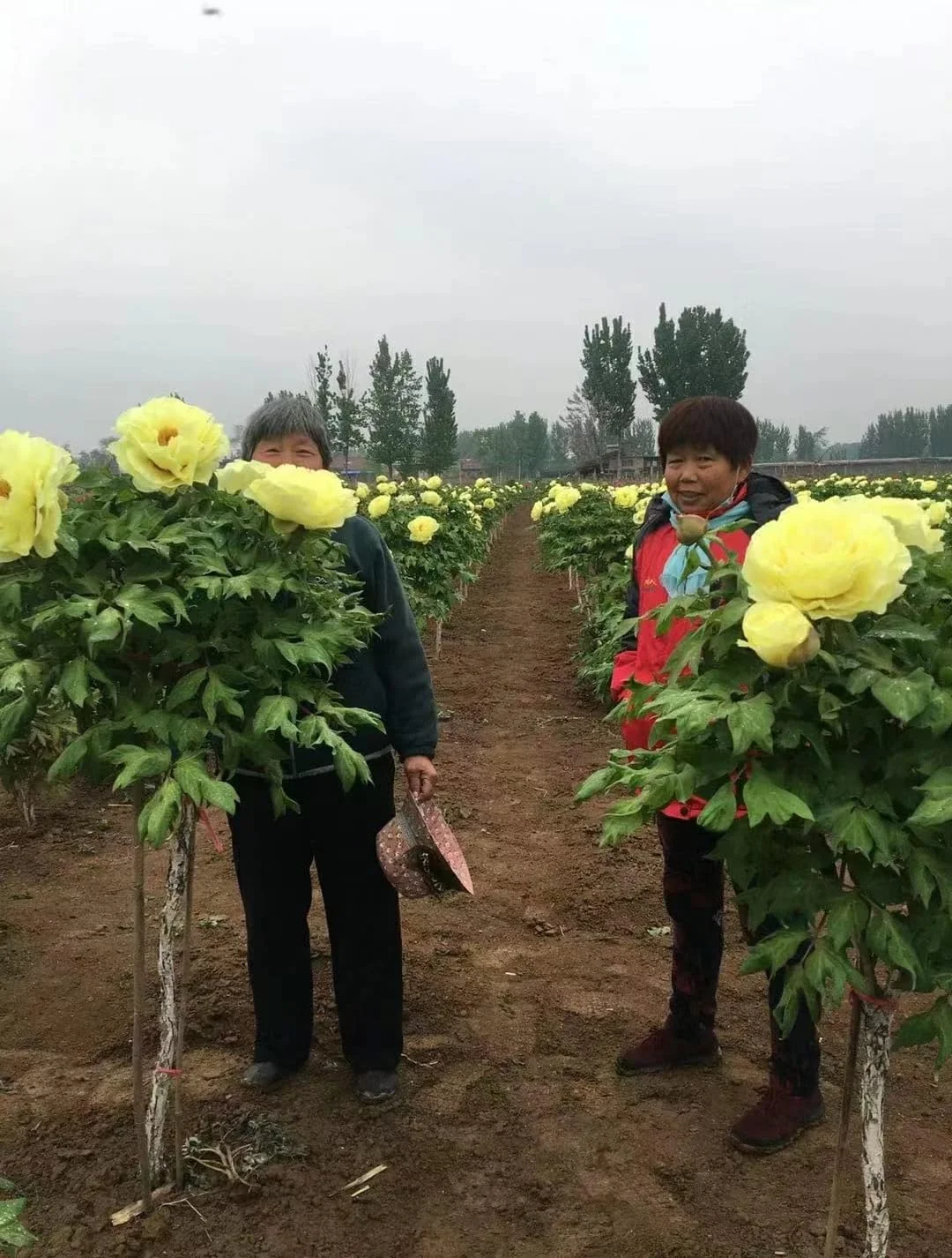 Itoh Perennial Peony - 1 Bare Root 3-5 Eye Plant Yellow or Red-Tree Peony up to 5' Tall (Yellow)