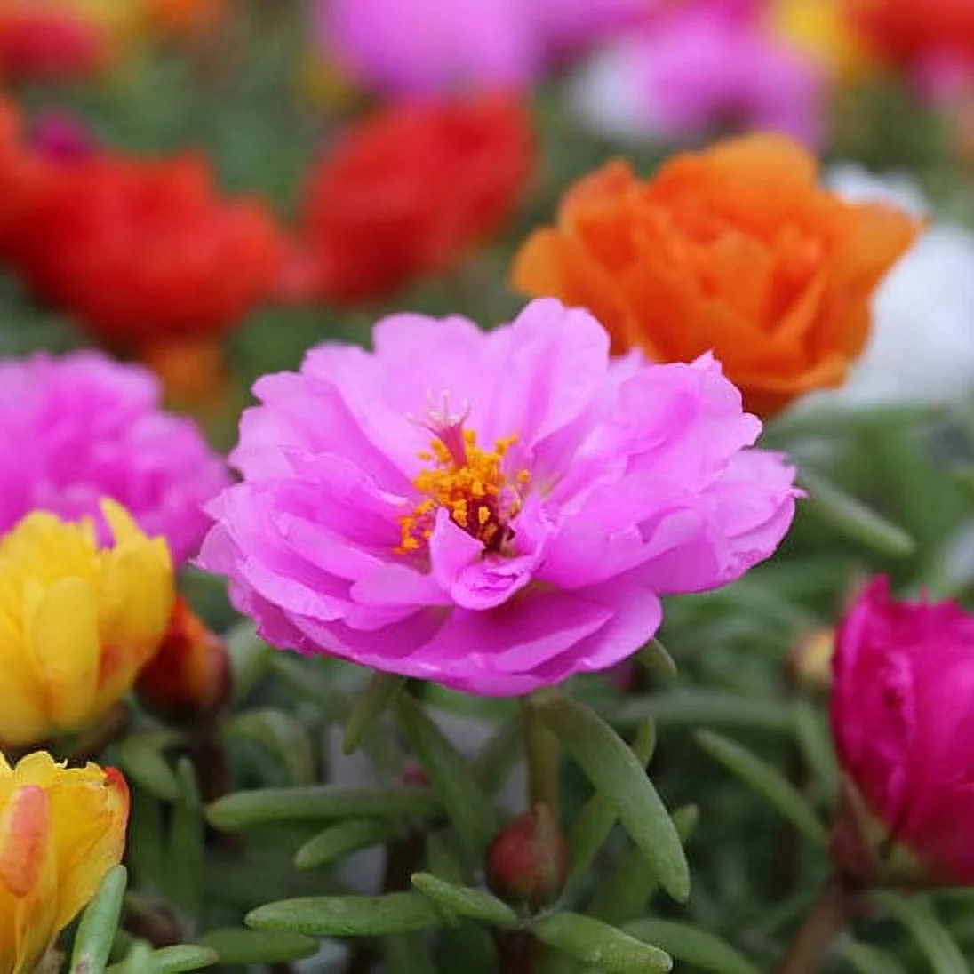 Moss Rose Seeds - Double Mix - 1/4 Pound - Pink/Red/Yellow Flower Seeds,  Open Pollinated Seed  Attracts Bees, Attracts Butterflies, Attracts Pollinators, Easy to Grow & Maintain, Container Garden
