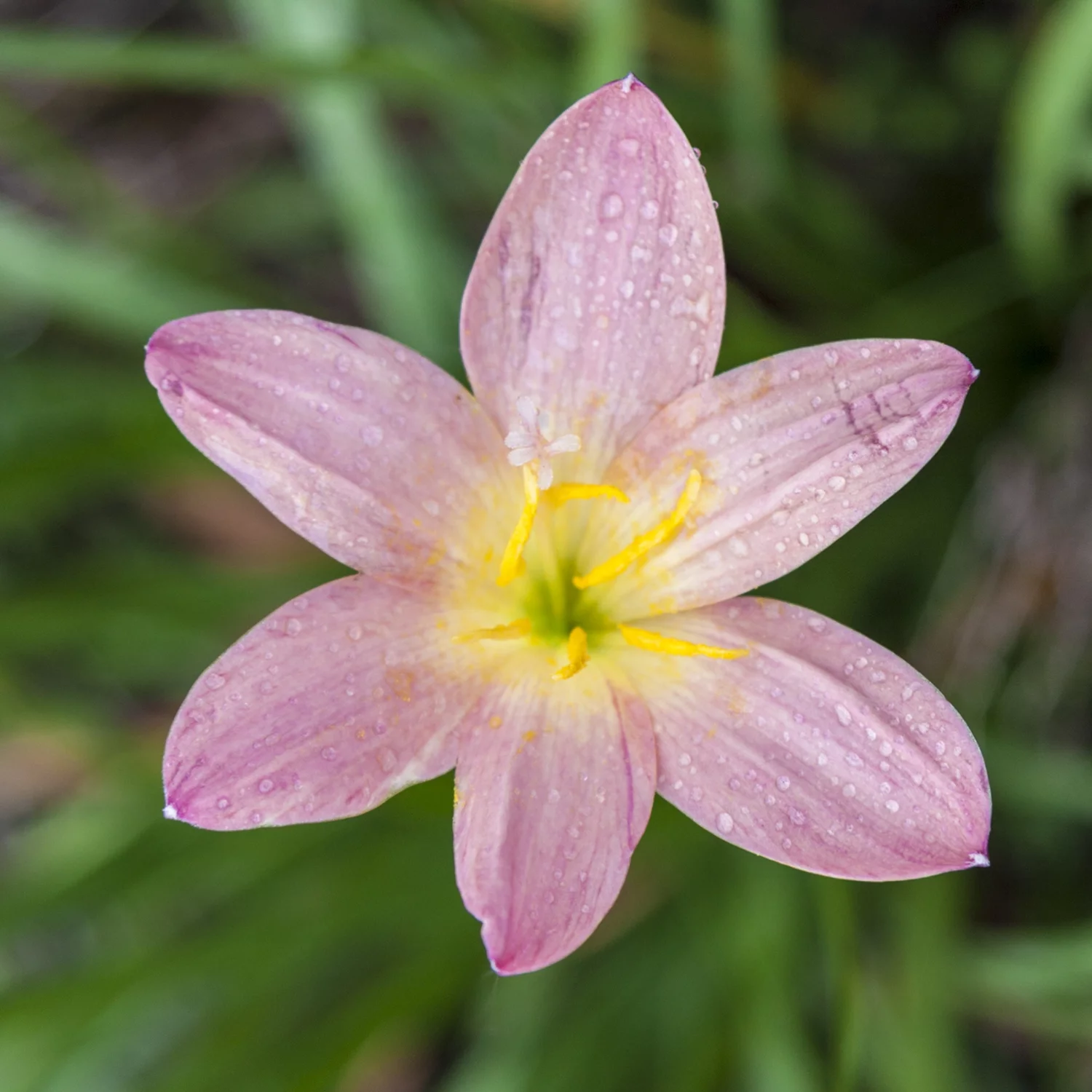 Pink Fairy Lily Dormant Flowering Bulbs (15-Pack)