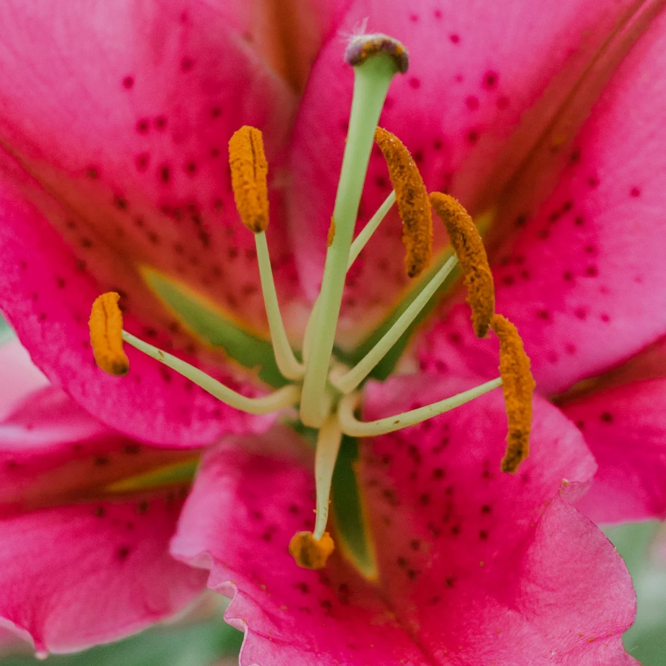 Van Zyverden Lily Pink Romance, Dormant Perennial Flower Bulb, Sun to Partial Shade, Pink