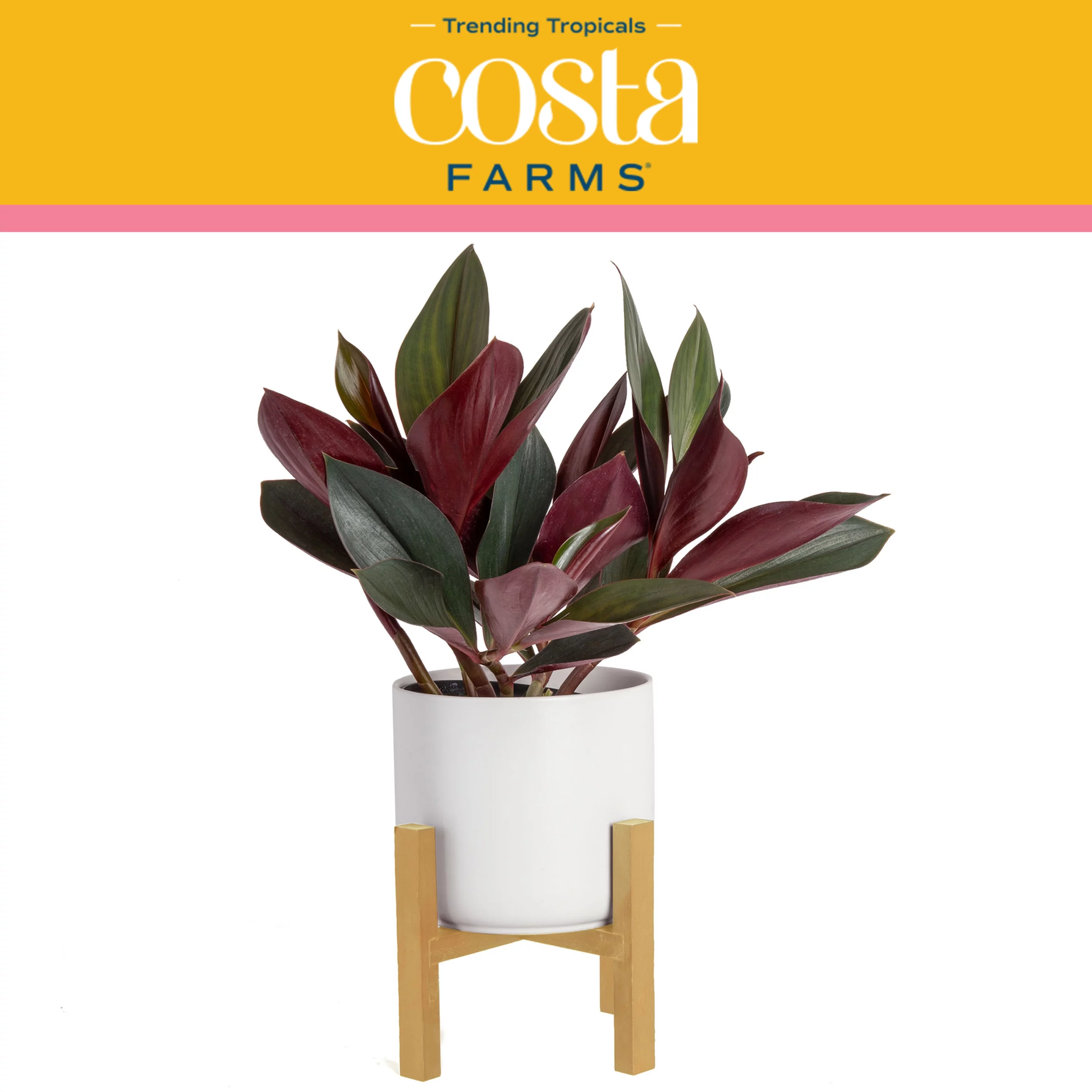 Trending Tropicals Live Indoor 14in. Tall Multi-color Costus Two-Toner; Bright, Indirect Sunlight Plant in 6in. Mid-Century Modern Planter