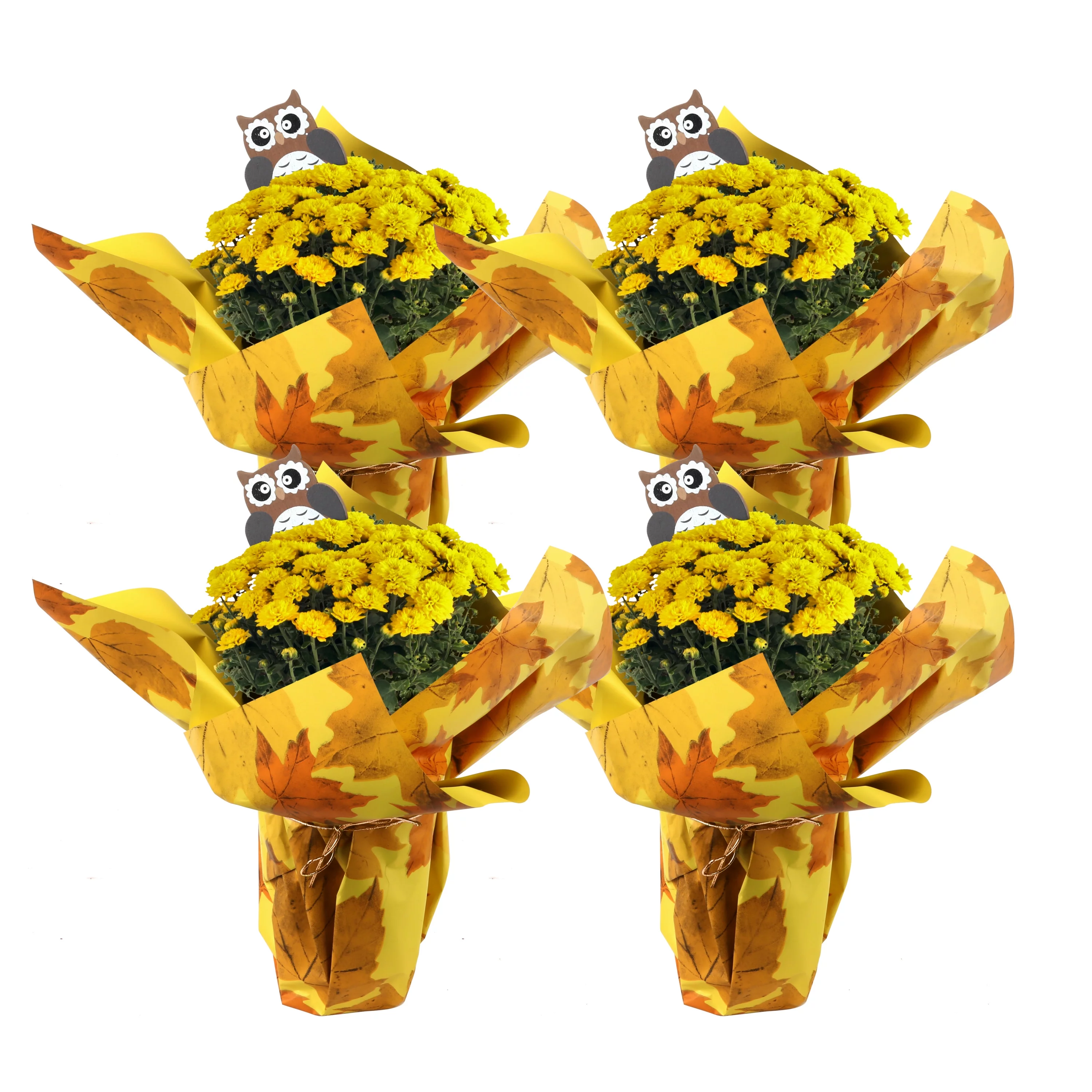 11in. Tall Yellow Mums; Bright, Direct Sunlight Plant in 4in. Gift Wrap, 4-Pack