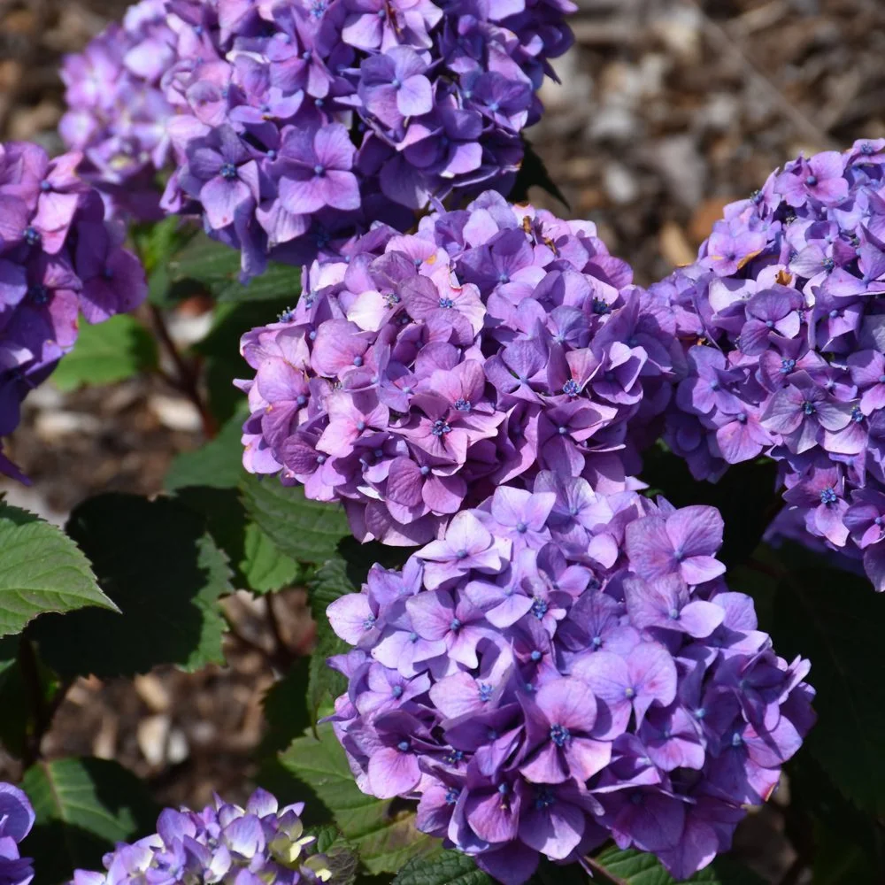 Endless Summer 2G Hydrangea BloomStruck Flowering Live Shrubs Partial Sun Multi Color