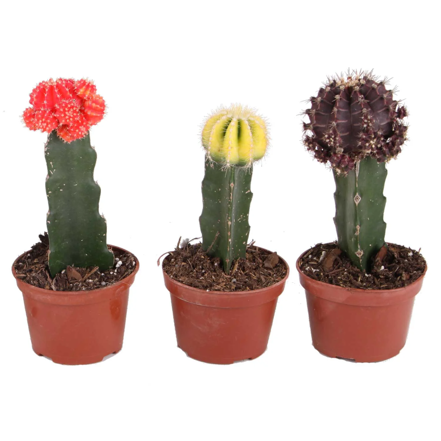 Cactus; Bright, Direct Sunlight Plant in 4in. Grower Pot, 3-Pack