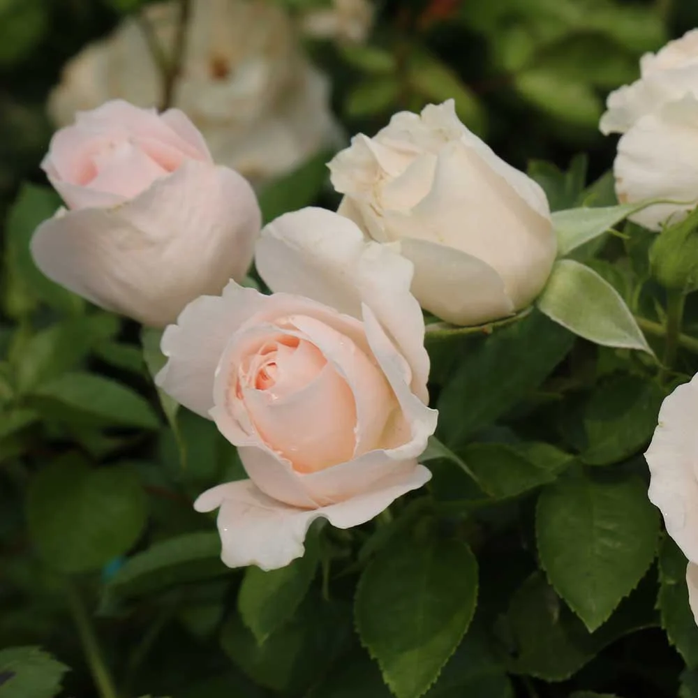 Heirloom Roses - Miss Dior English Legend Own Root Roses - Live Plants White Flowers