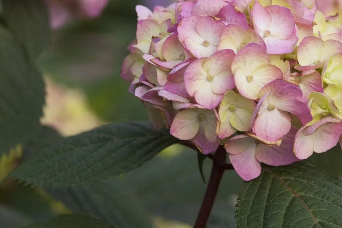 Endless Summer Hydran 3g Hydrangea Es