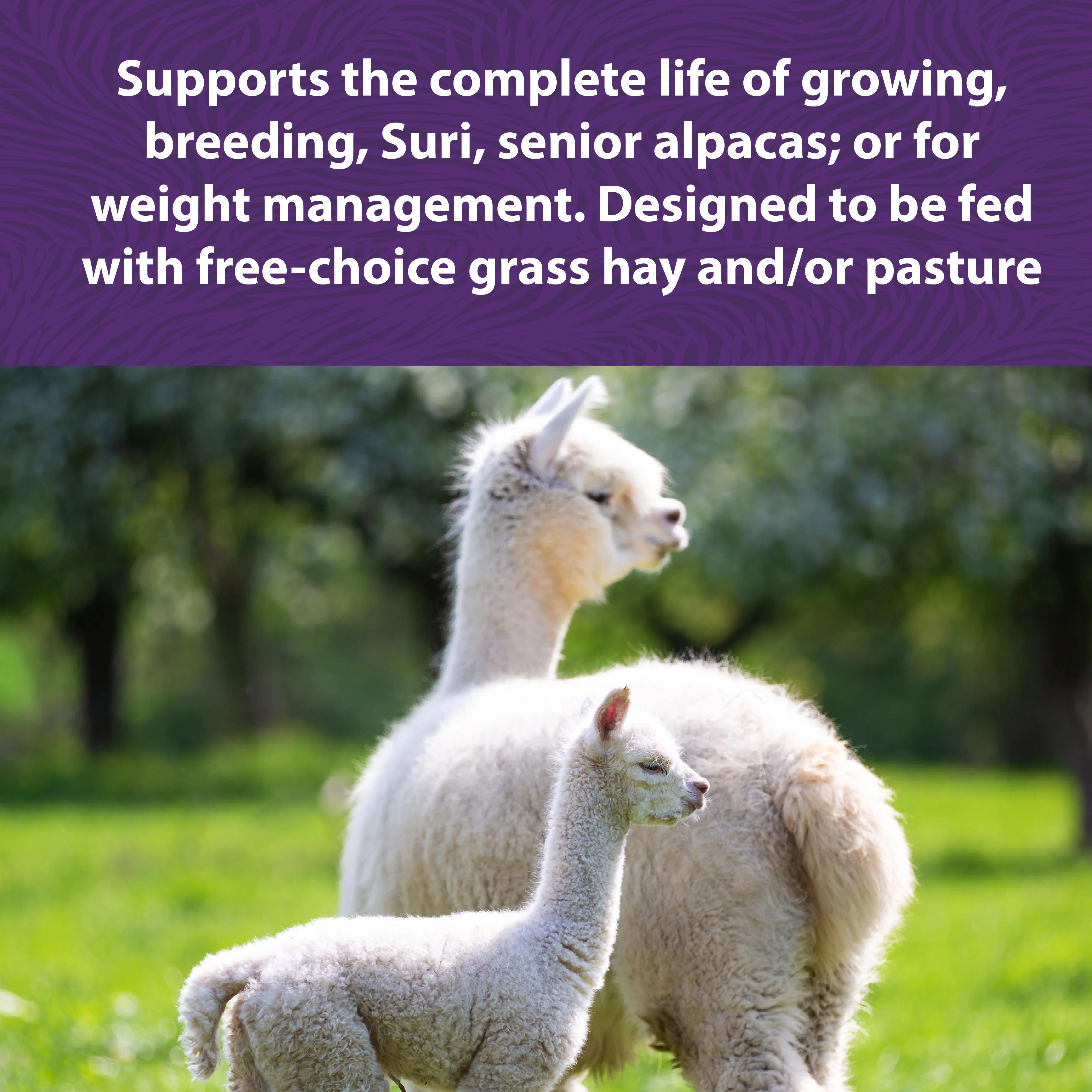 Purina Animal Nutrition Mazuri Alpaca Complete