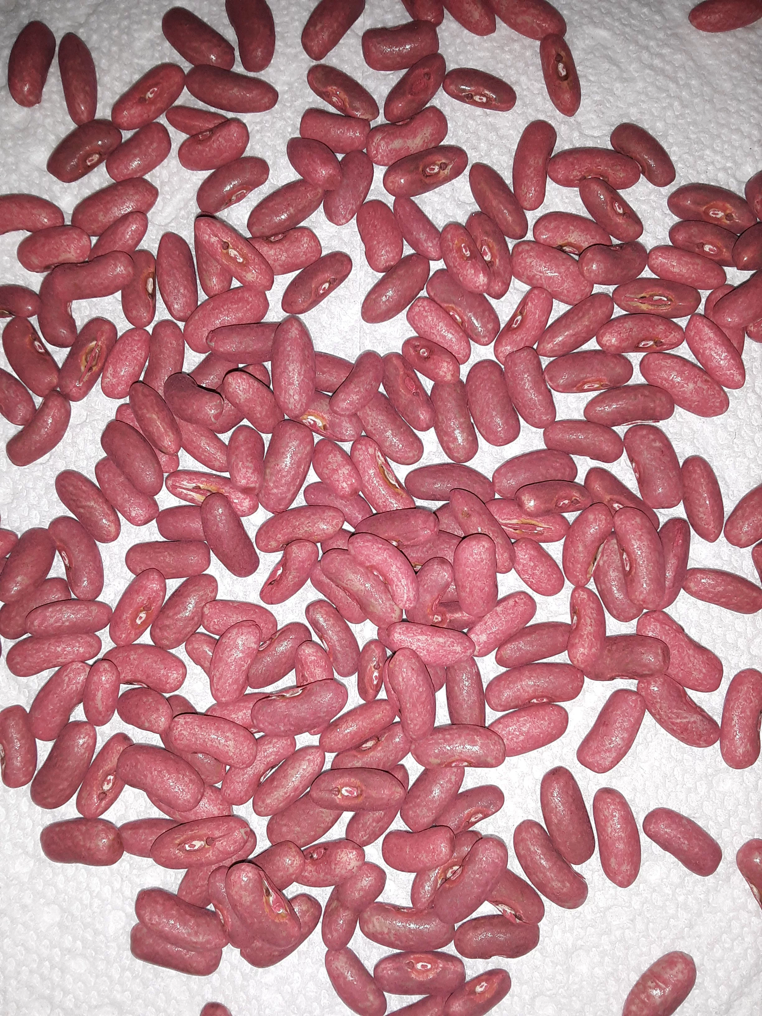 PAPAW'S GARDEN SUPPLY LLC. HELPING THE NEXT GENERATION GROW! Purple Queen Heirloom Bush Green Bean Treated 125 Seeds