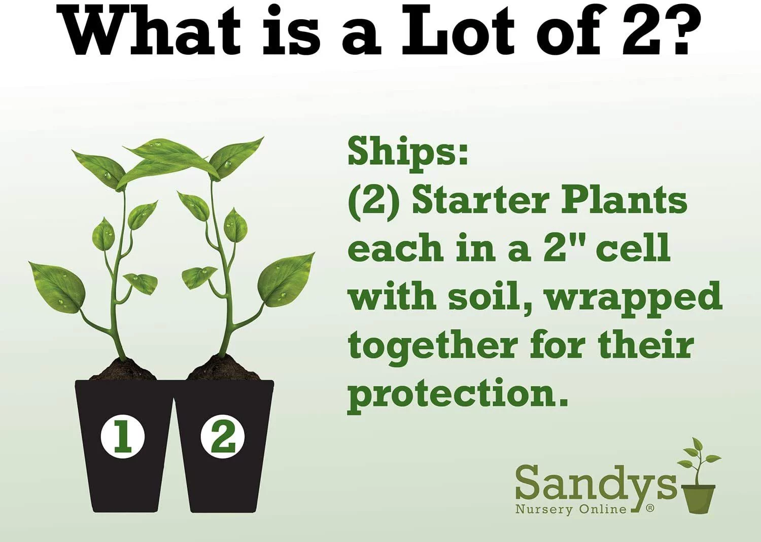 Mandevilla Tropical Plant, Giant Crimson Red Flower, Lot of 2 Starter Plants