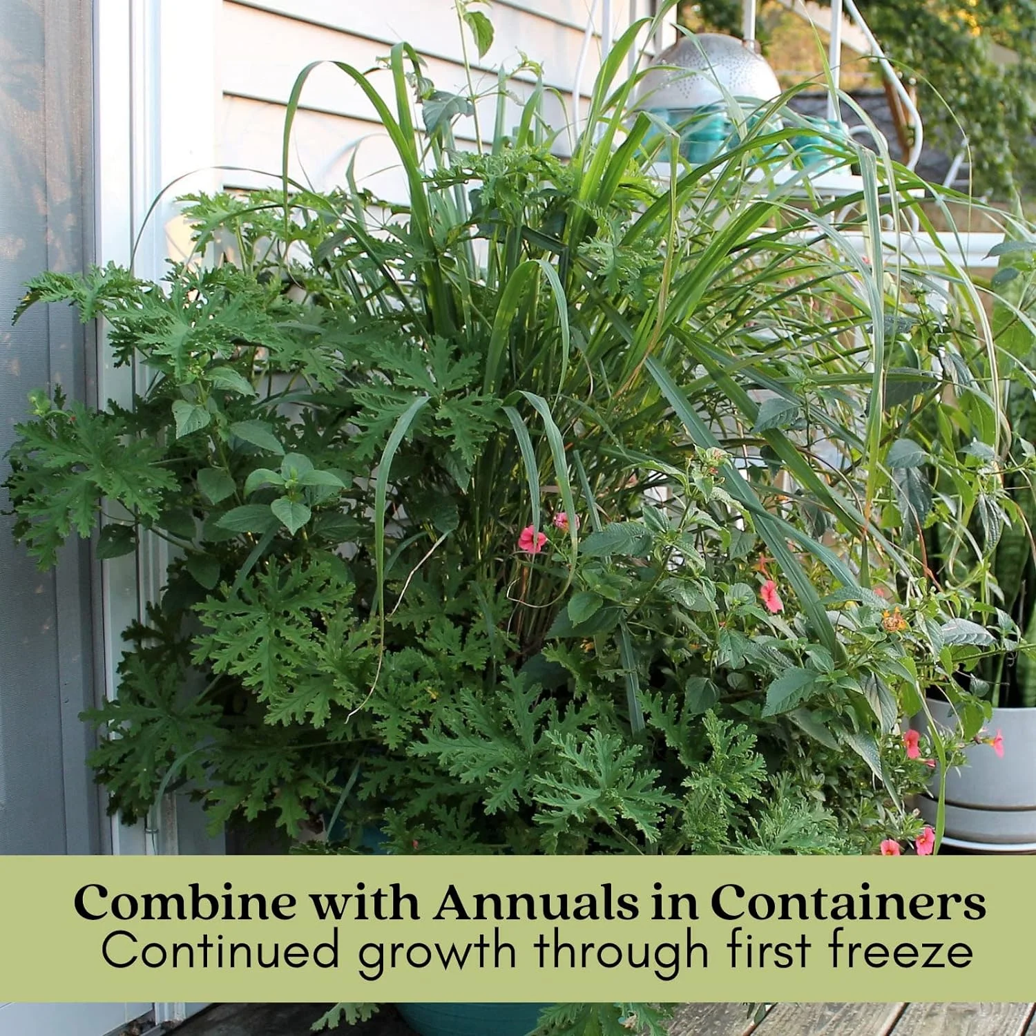 Mosquito Trio Nine (9) Mosquito Repellent Live Plants – Non-GMO - Each 4