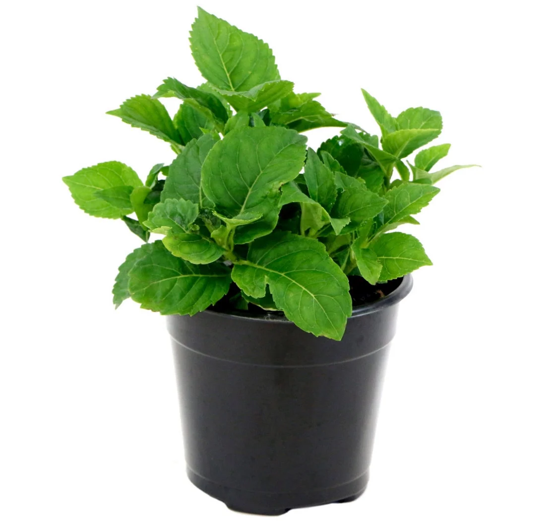 2 gal. Hydrangea All Summer Beauty Shrub with Pink or Blue Flowers