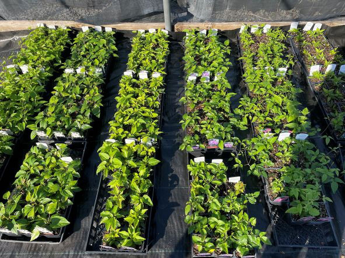 Clematis 'Henryi' in a 4