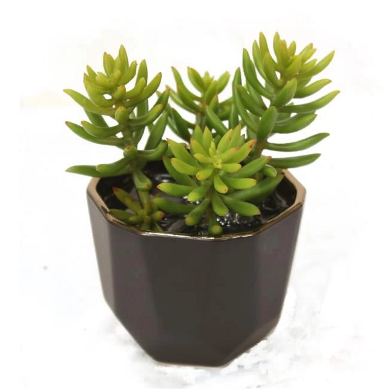 Unisex Succulents in Small Benito Pot - Green - Pack of 2