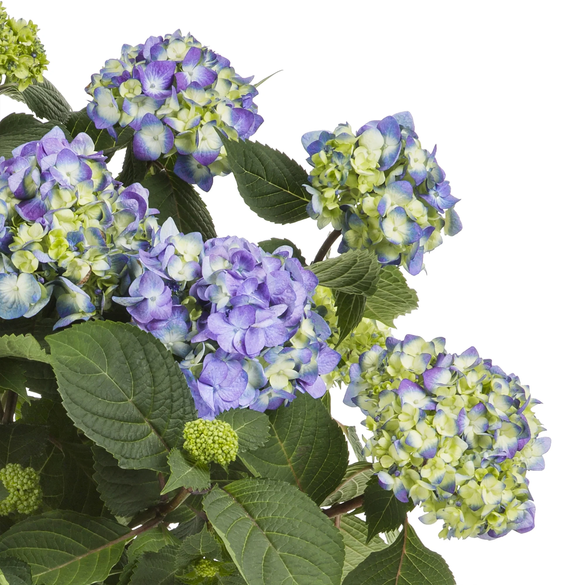 Endless Summer 1G Blue Pink Hydrangea Live Shrub (1-pack) with Grower Pot