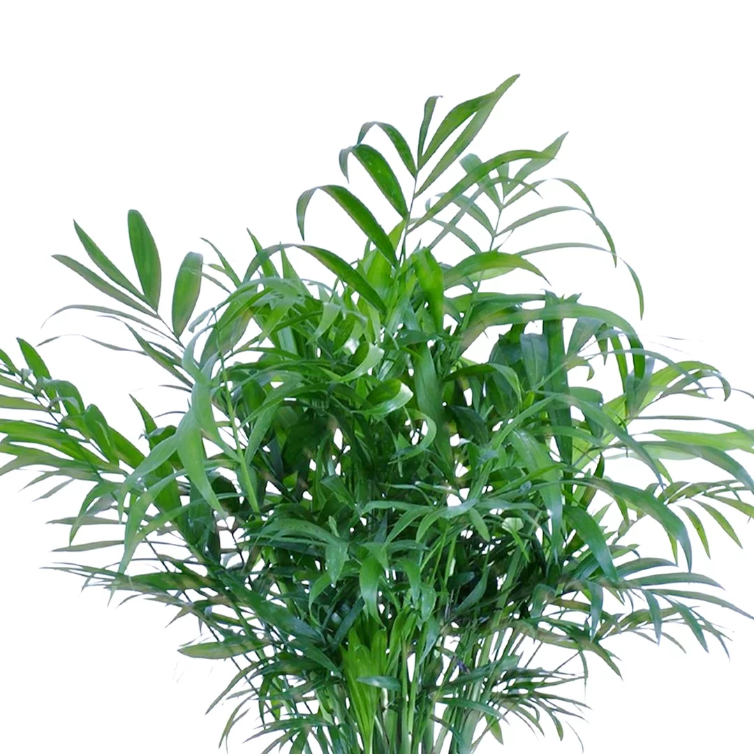 United Nursery Live Parlor Palm Potted Plant 12-14in Tall in 6 inch Gray Bayside Decor Pot