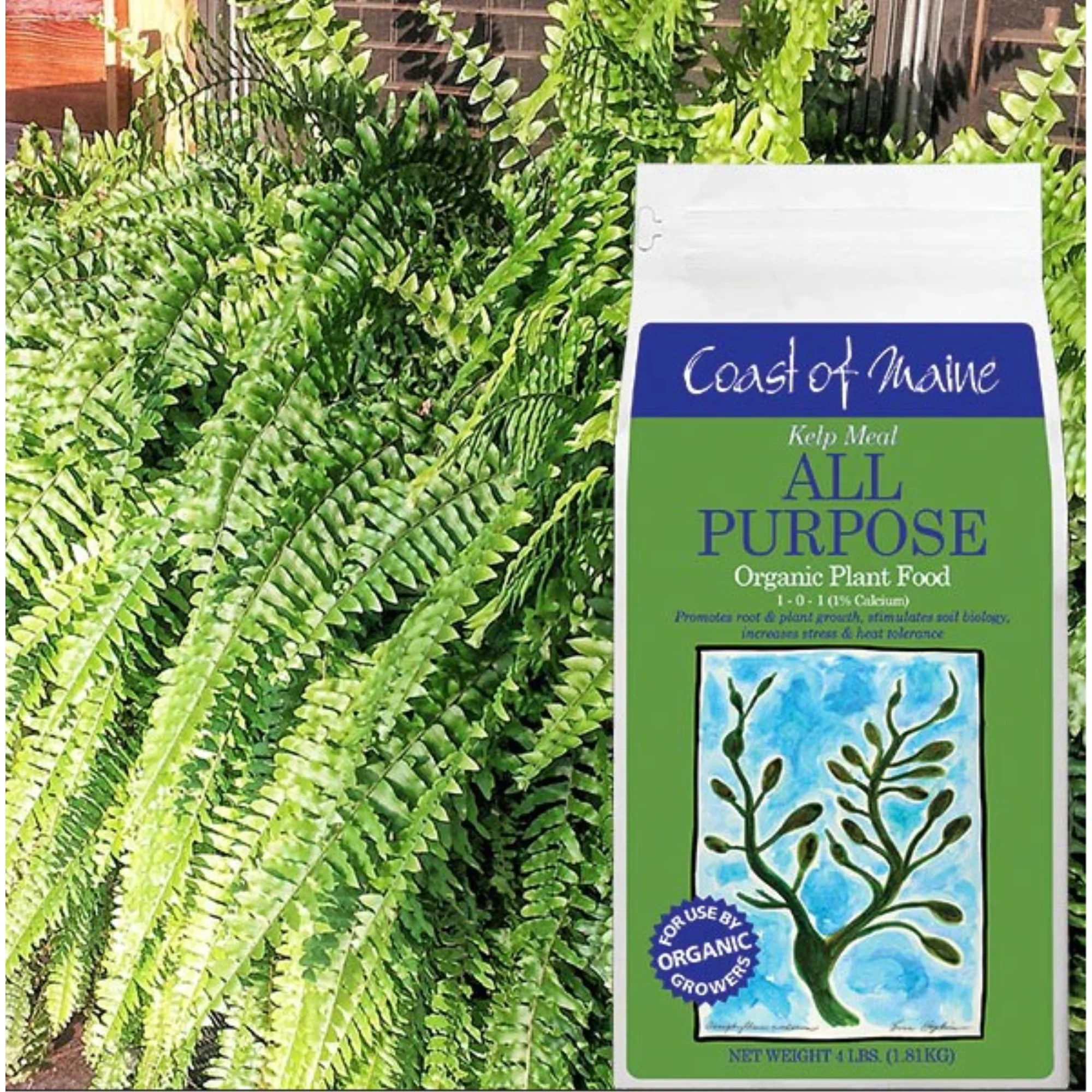 Coast of Maine 1-0-1 Kelp Meal All Purpose Organic Plant Food for Root and Plant Growth, 4lbs