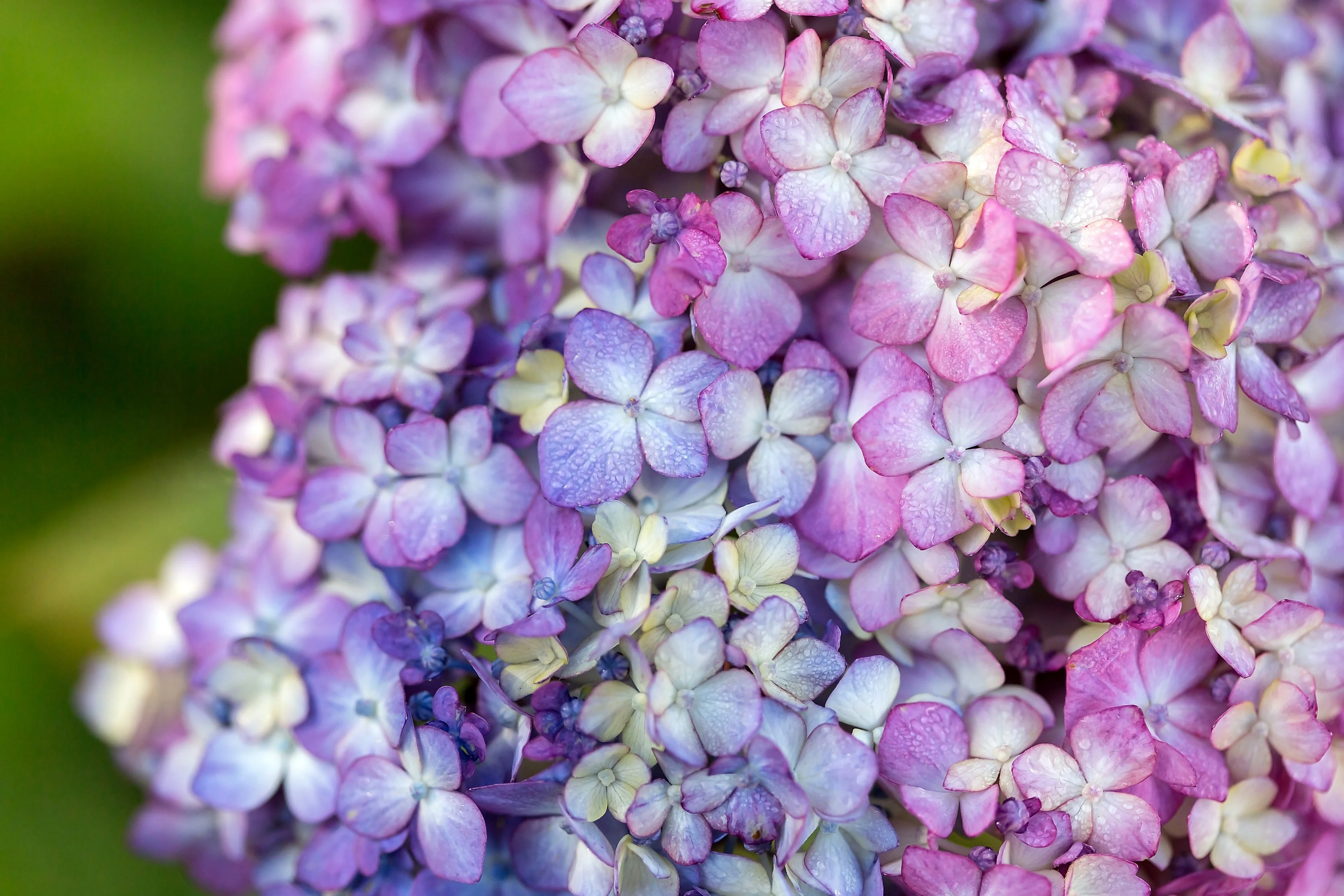 Endless Summer 1Gal Hydrangea Bloomstruck Live Shrub Grower Pot Sun
