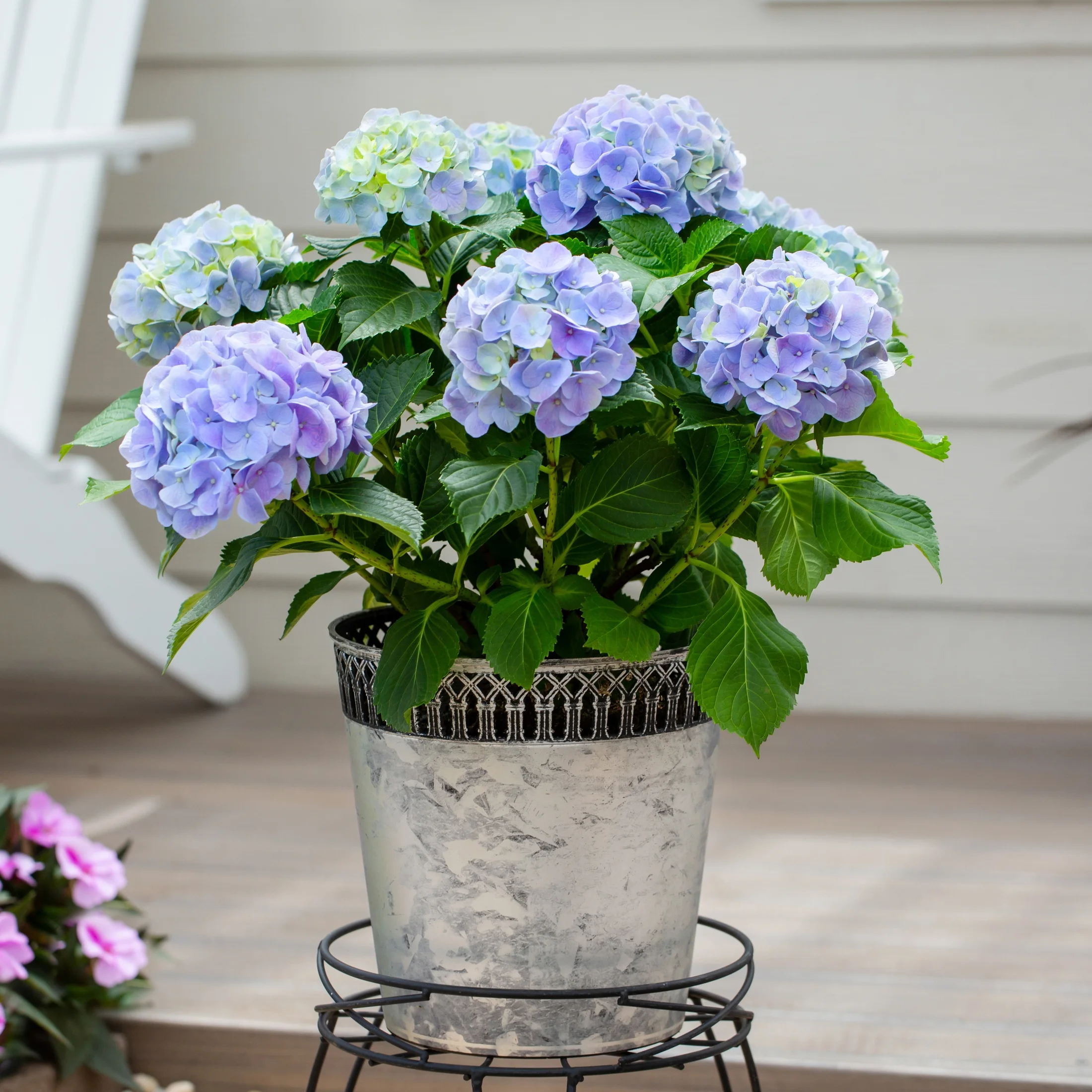 Expert Gardener Hydrangea 1.25G Blue Flowering Shrub Live Plants