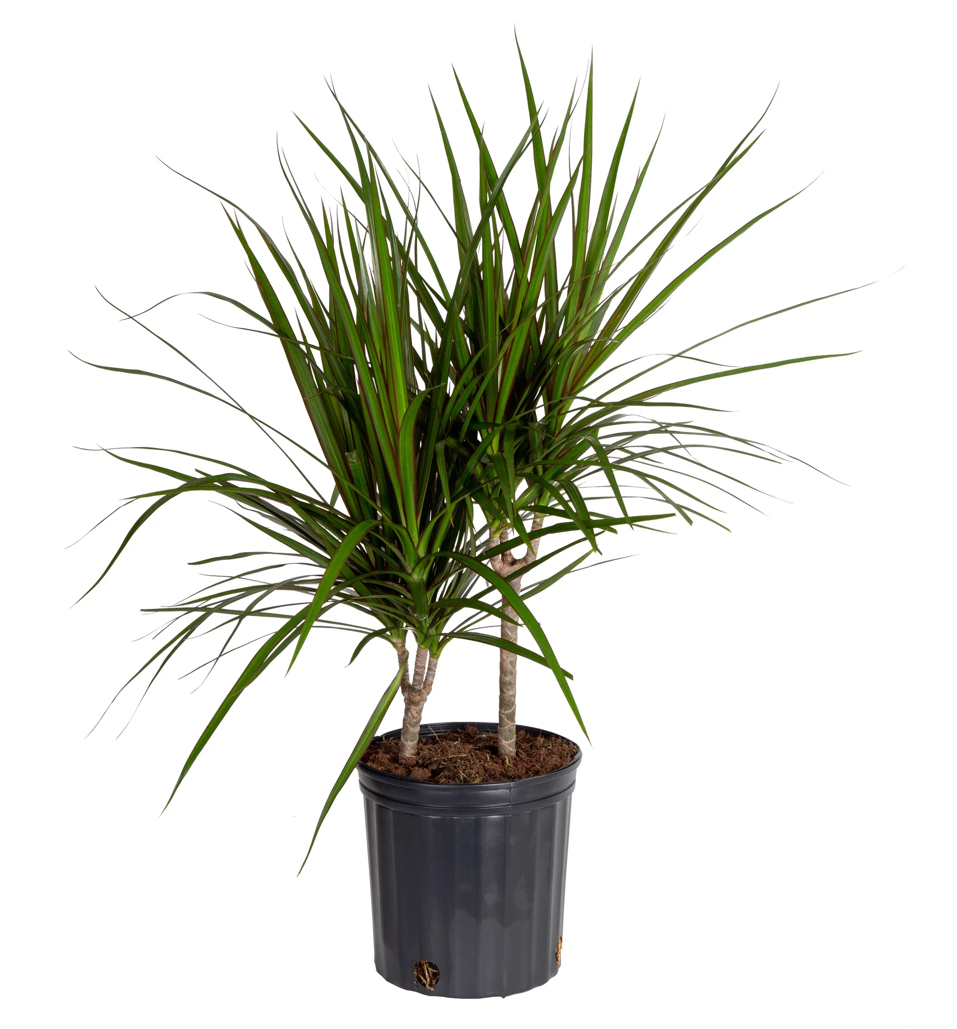 Costa Farms Expert Gardener Live Indoor Multicolor Marginata Plant in 10in. Pot