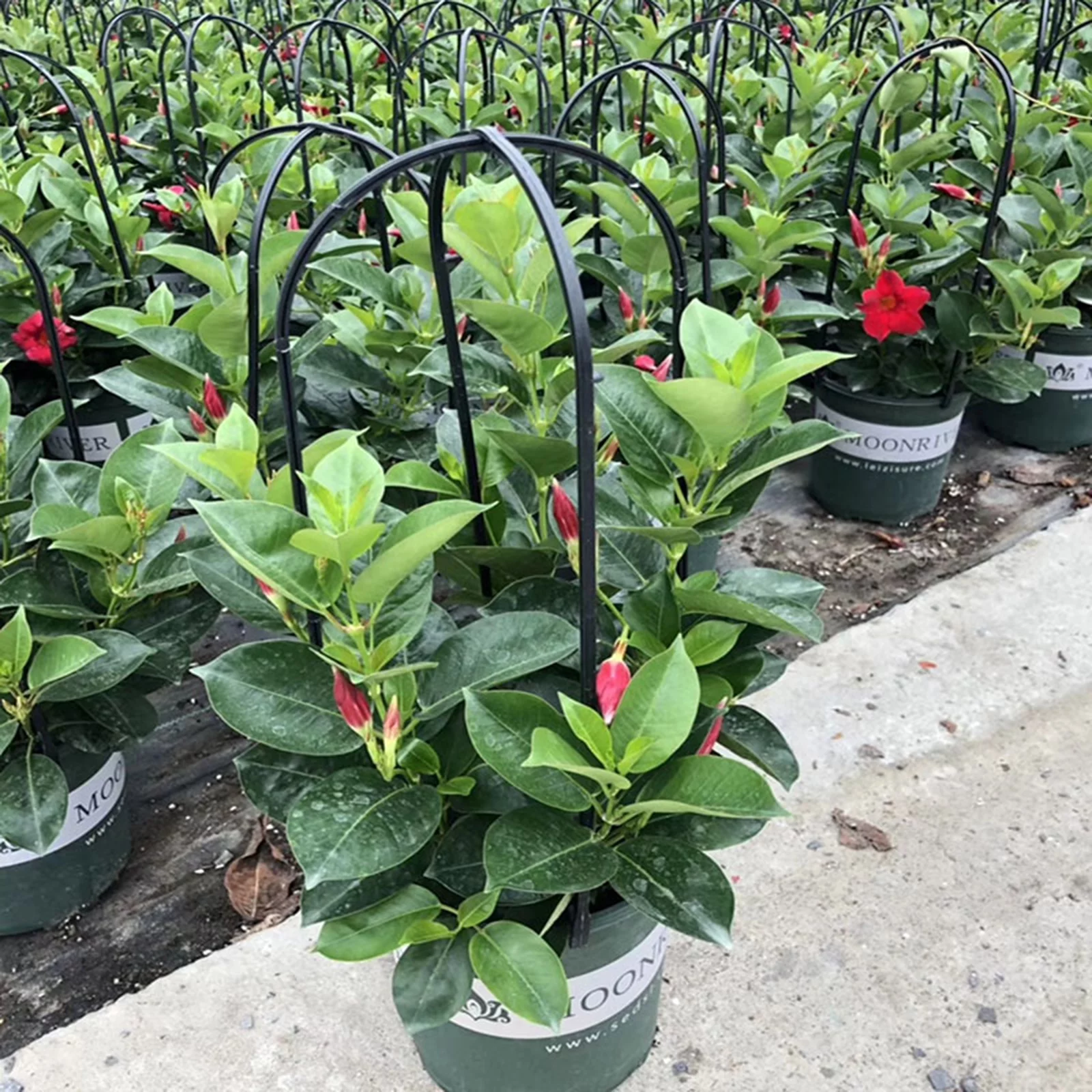 Plant Flower Stand Garden Trellis Trees Beans 6PCS Plastic Natural U-Hoops U-shaped Vegetables Tomatoes Durable Support