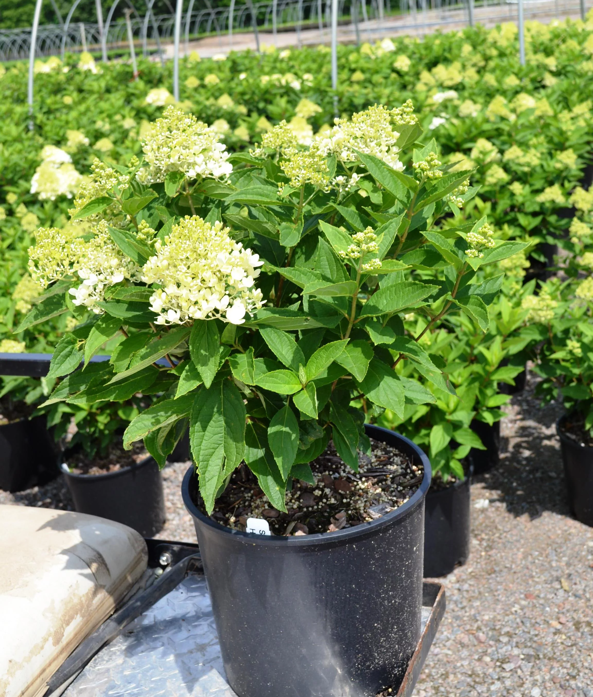 Expert Gardener 2.25 gal Hydrangea Sweet Summer Live Shrubs