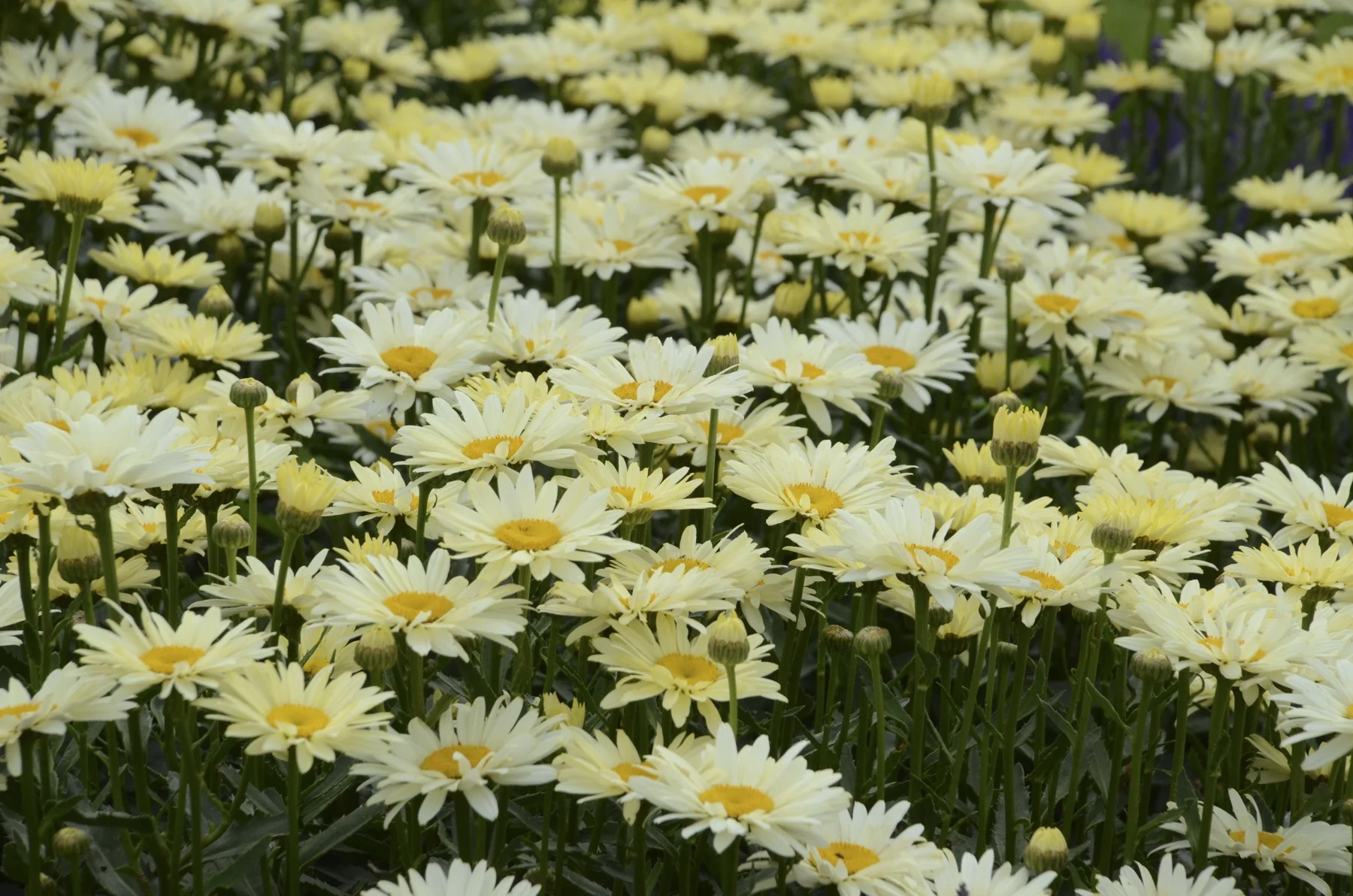 4.5 in. Qt Amazing Daisies Banana Cream Shasta Daisy (Leucanthemum) Live Plant, Yellow Flowers