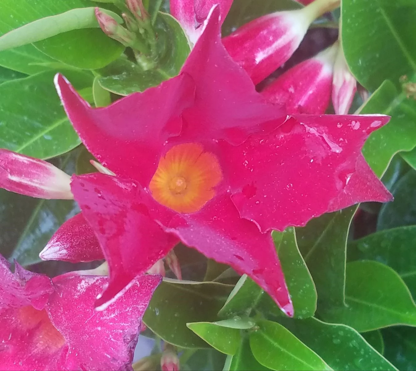 Island Blooms Live Indoor 20in. Tall Mandevilla Plant in 8in. Grower's Pot