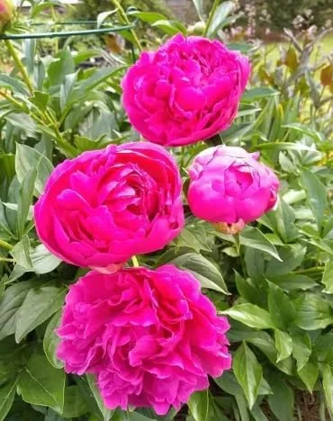 3 Red Peony Roots for Planting - Grow Beautiful Perennial Peony Flowers - Grow 3 Plants