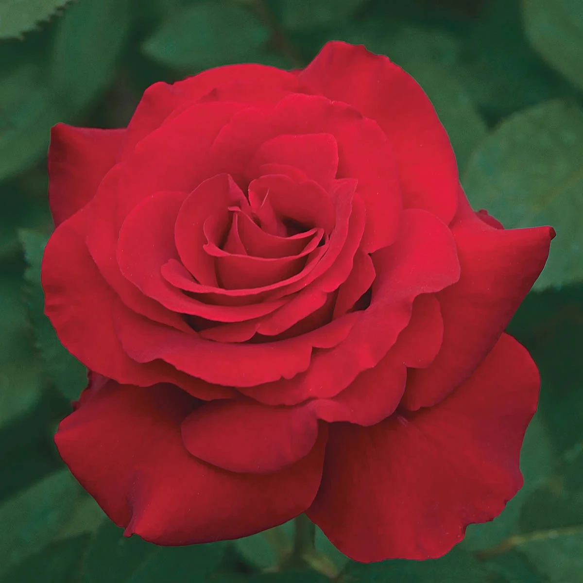 Let Freedom Ring Dormant Bare Root Hybrid Tea Rose, 1-Pack