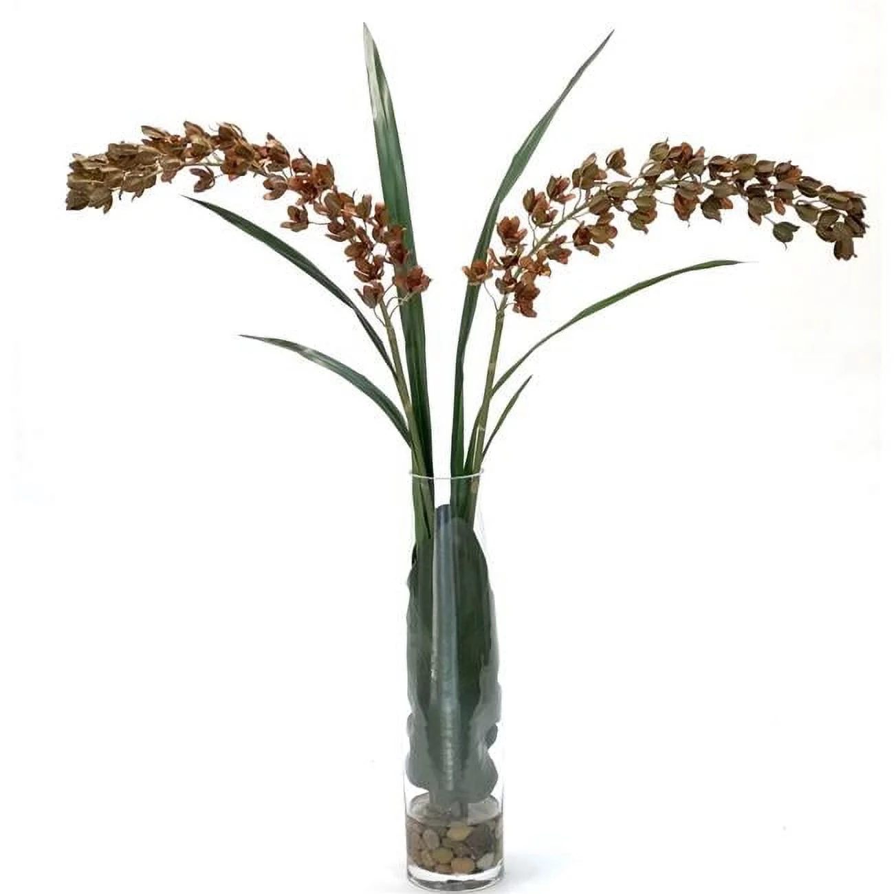 Unisex Brown Dendrobium Orchid in Tall Clear Vase - Green