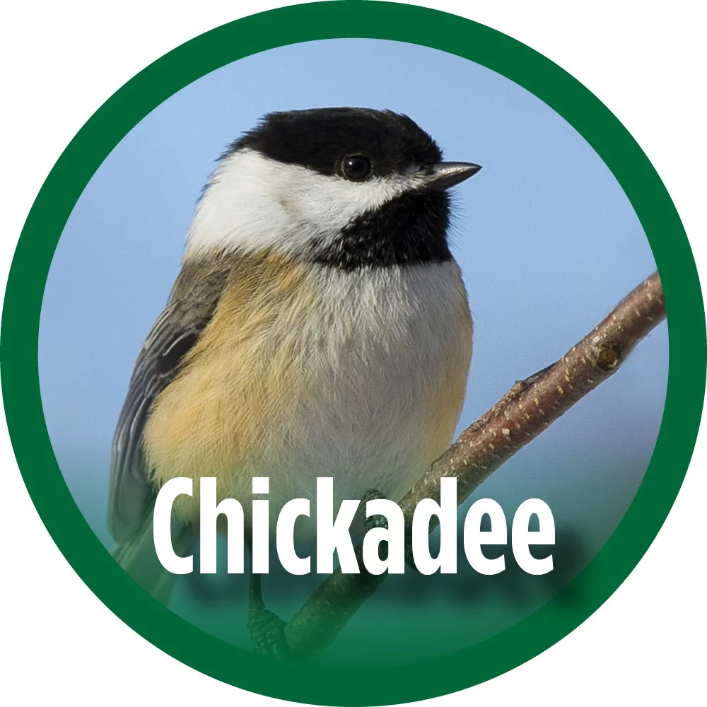 Wild Wings Farmhouse Cedar Bluebird House, White