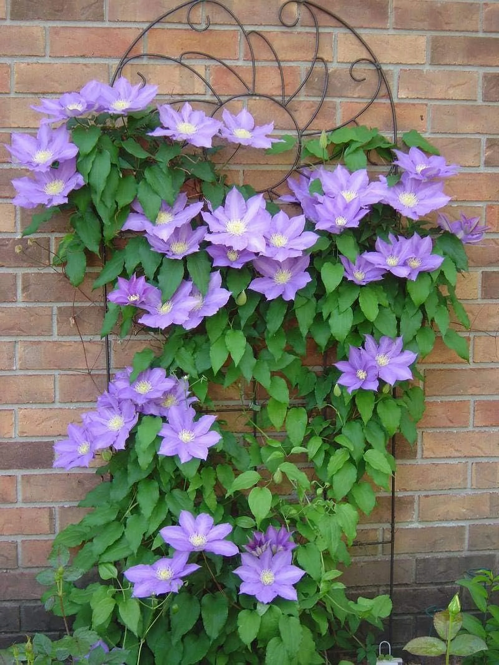 Clematis HF Young - 3 Live Plants in 4 Inch Growers Pots - Clematis 'HF Young' - Starter Plants Ready for The Garden - Beautiful Light Purple Flowering Vine