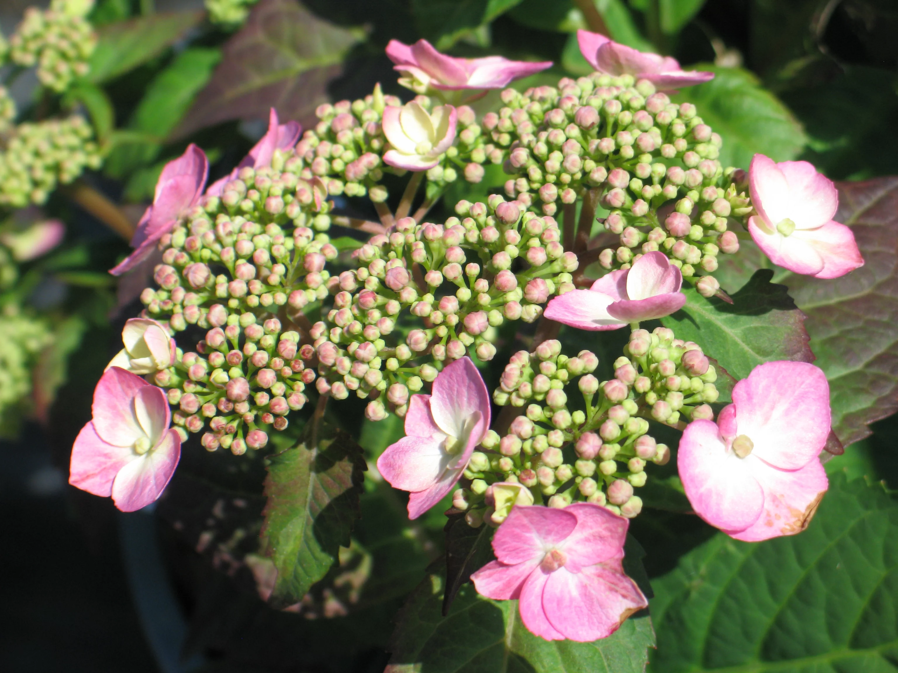 Endless Summer Twist & Shout Hydrangea Shrub Plant, Pink or Blue Blooms, 2.5QT, Partial Sunlight