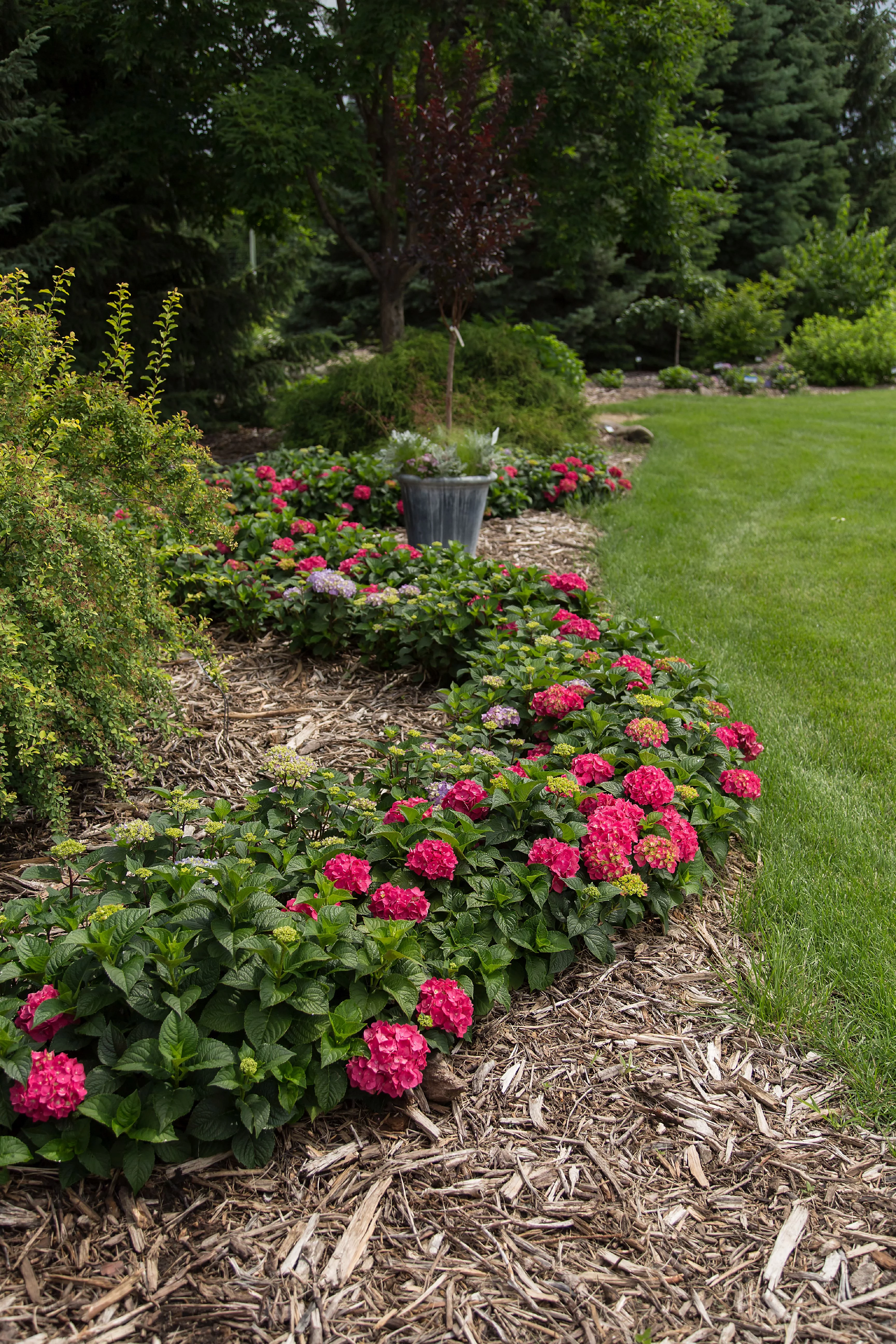 Endless Summer 2 gal Hydrangea Summer Crush Live Shrubs