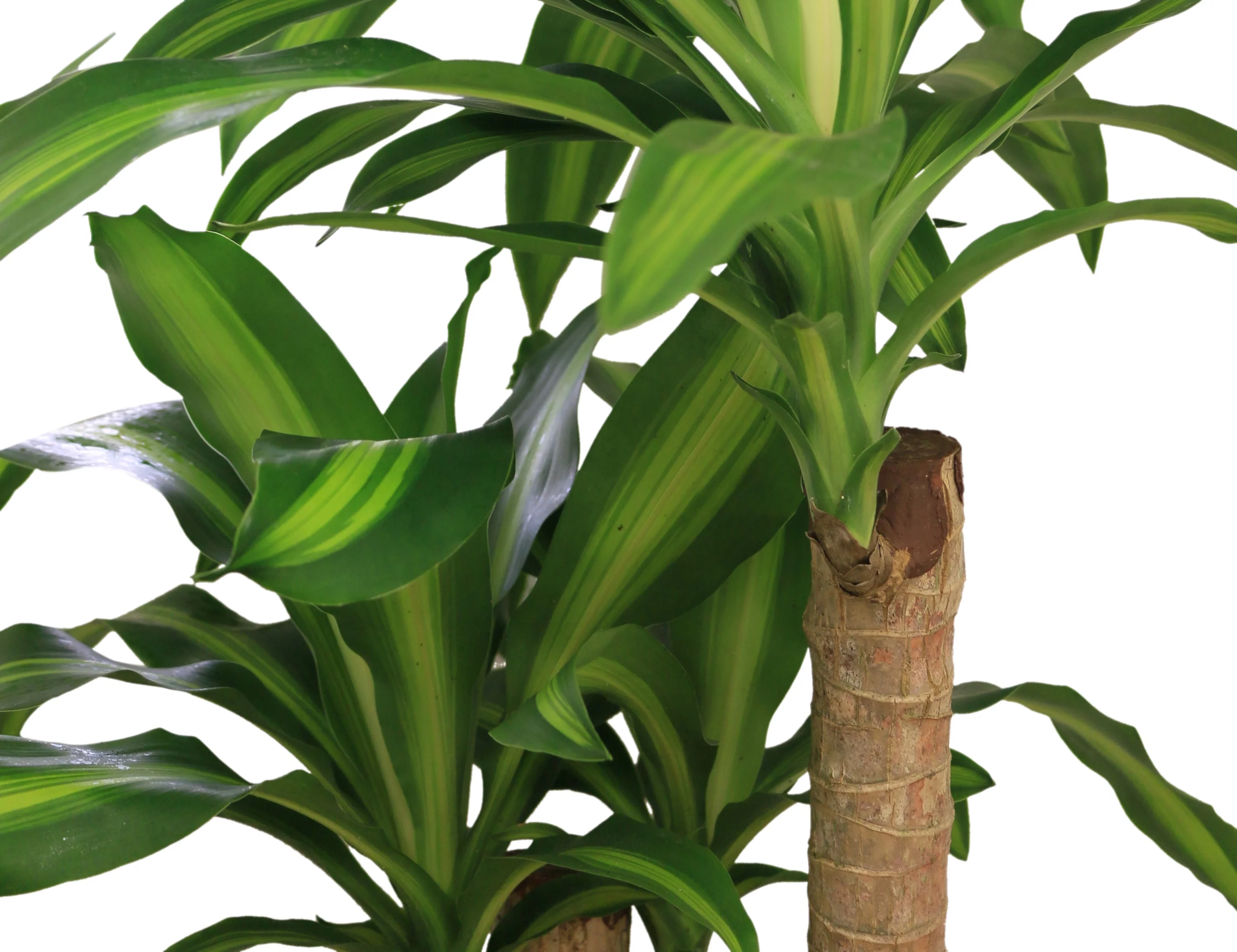 Costa Farms Live Indoor 40in. Tall Green Mass Cane; Bright, Indirect Sunlight Plant in 10in. Grower Pot
