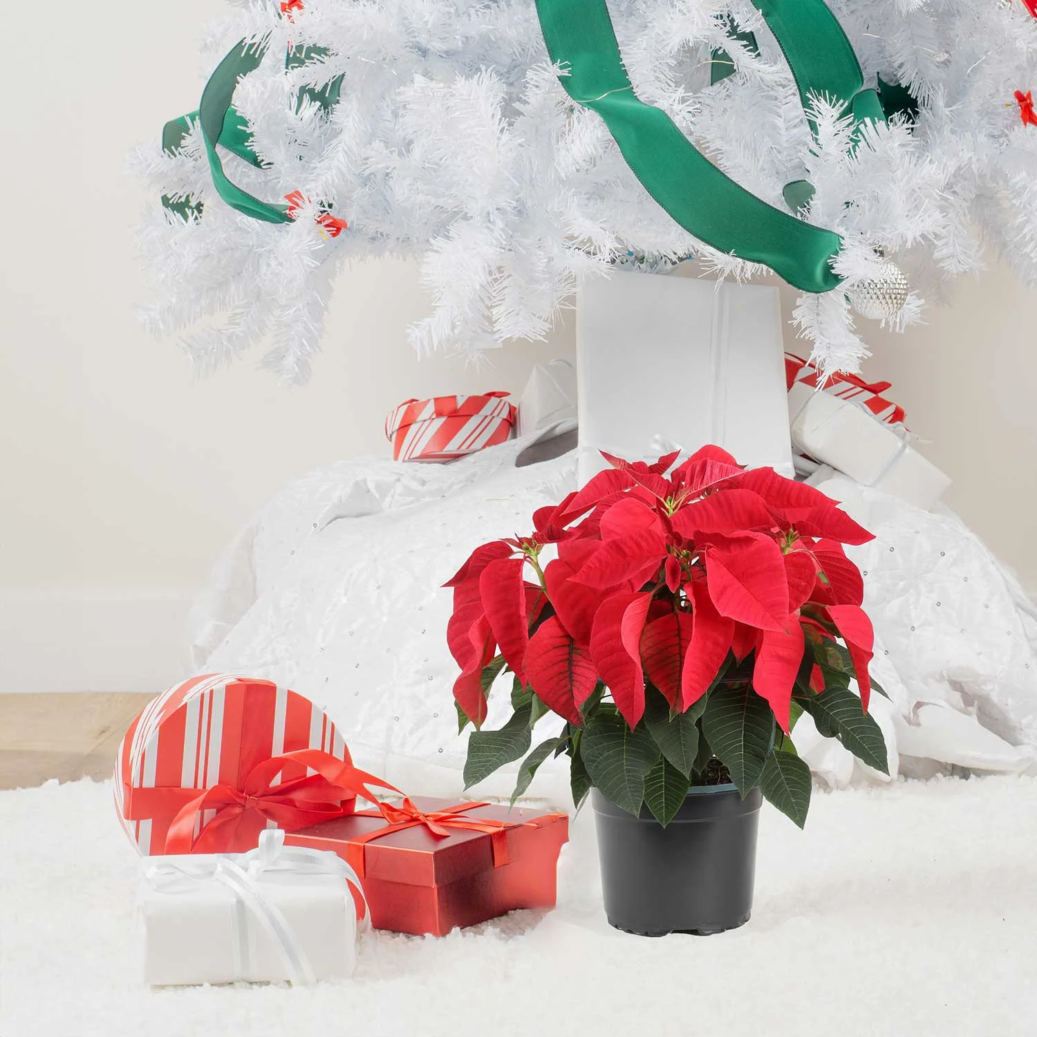 Costa Farms Live Indoor 2 Quart Red Poinsettia; Bright, Indirect Sunlight Plant in 5in. Grower's Pot, 2-Pack